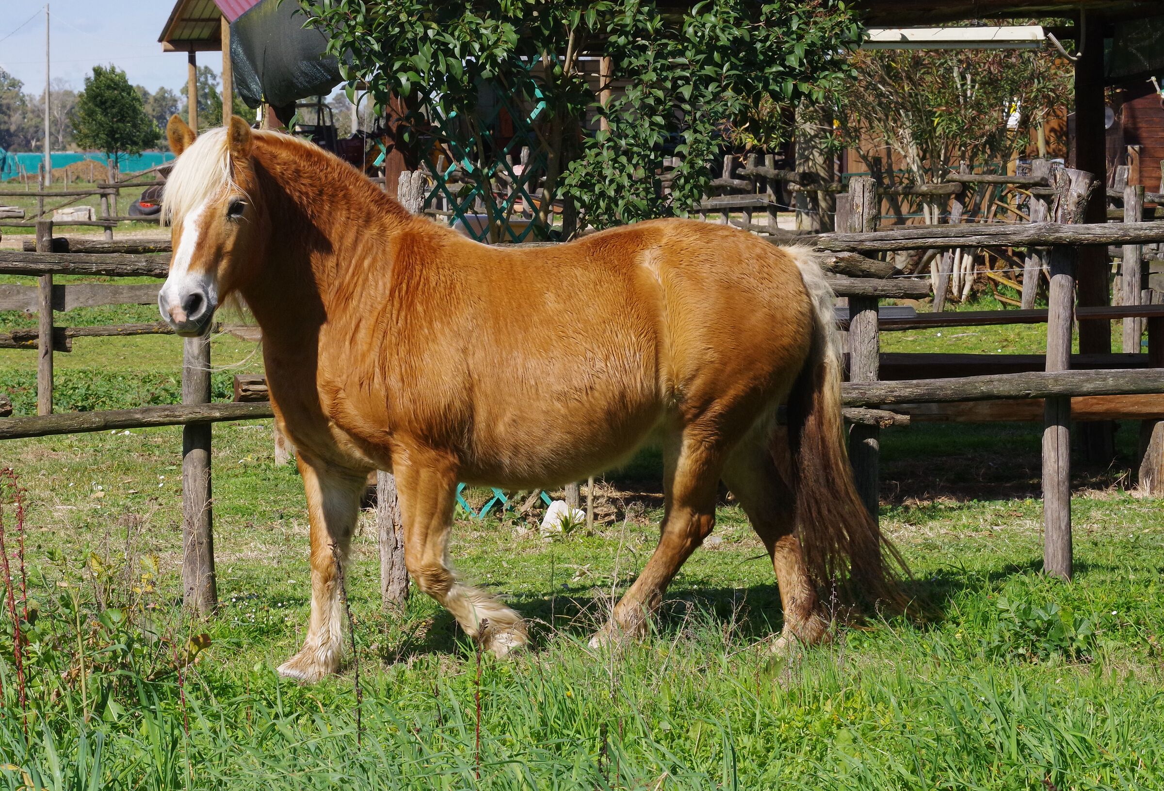 Cavallo (Parco del Circeo)