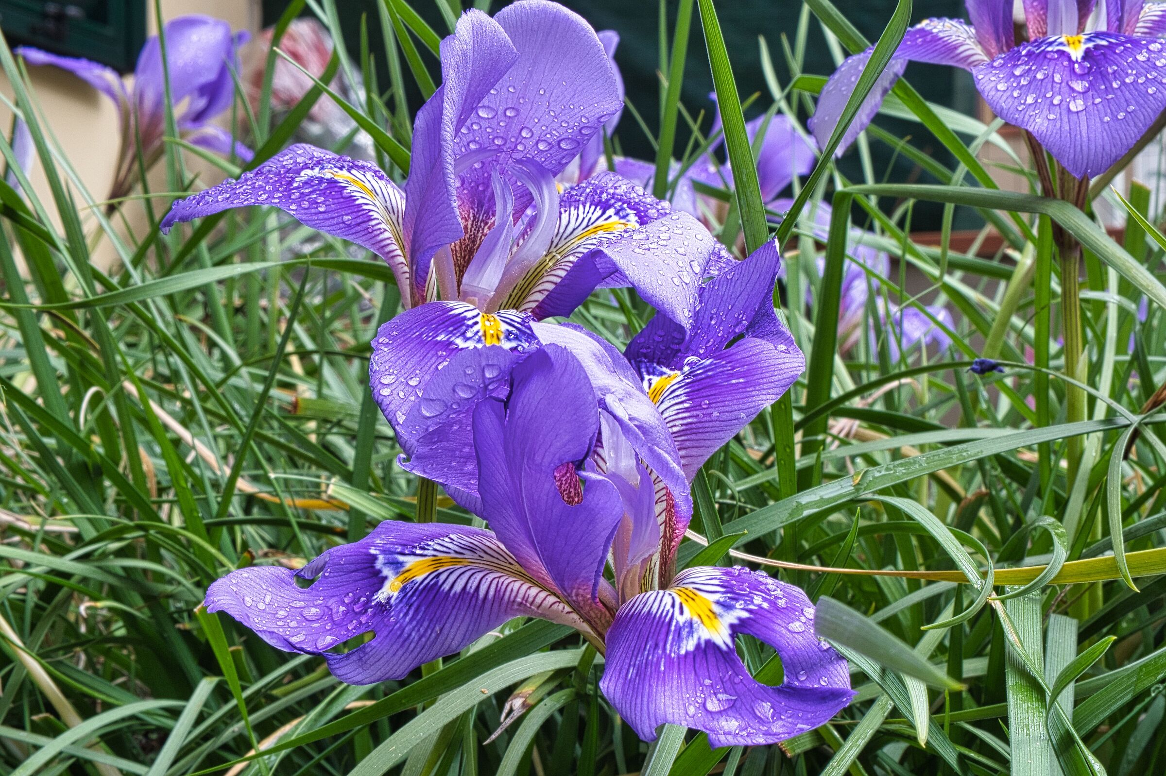 THE LILIES OF MARY