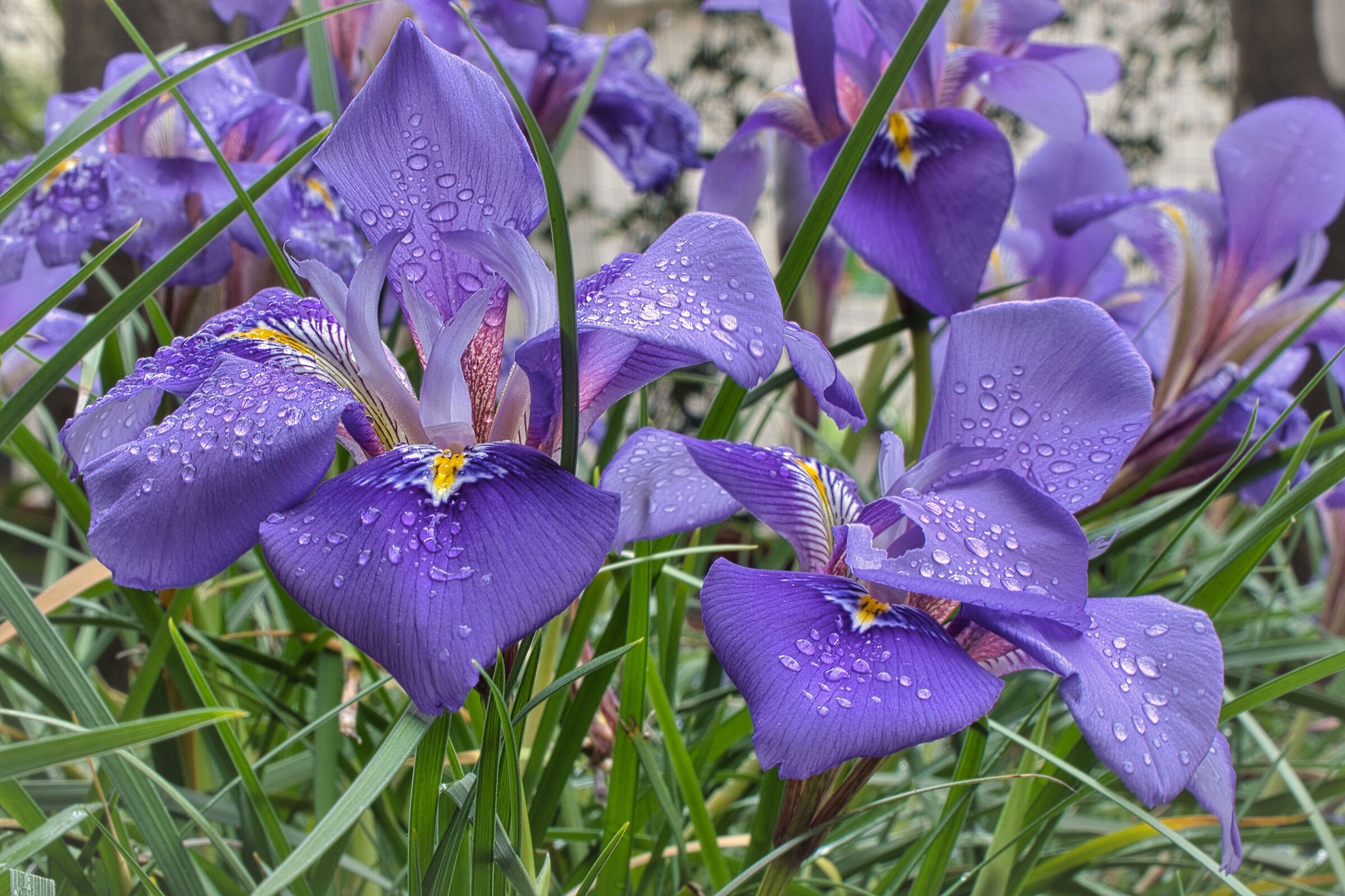 The lilies of Mary - II