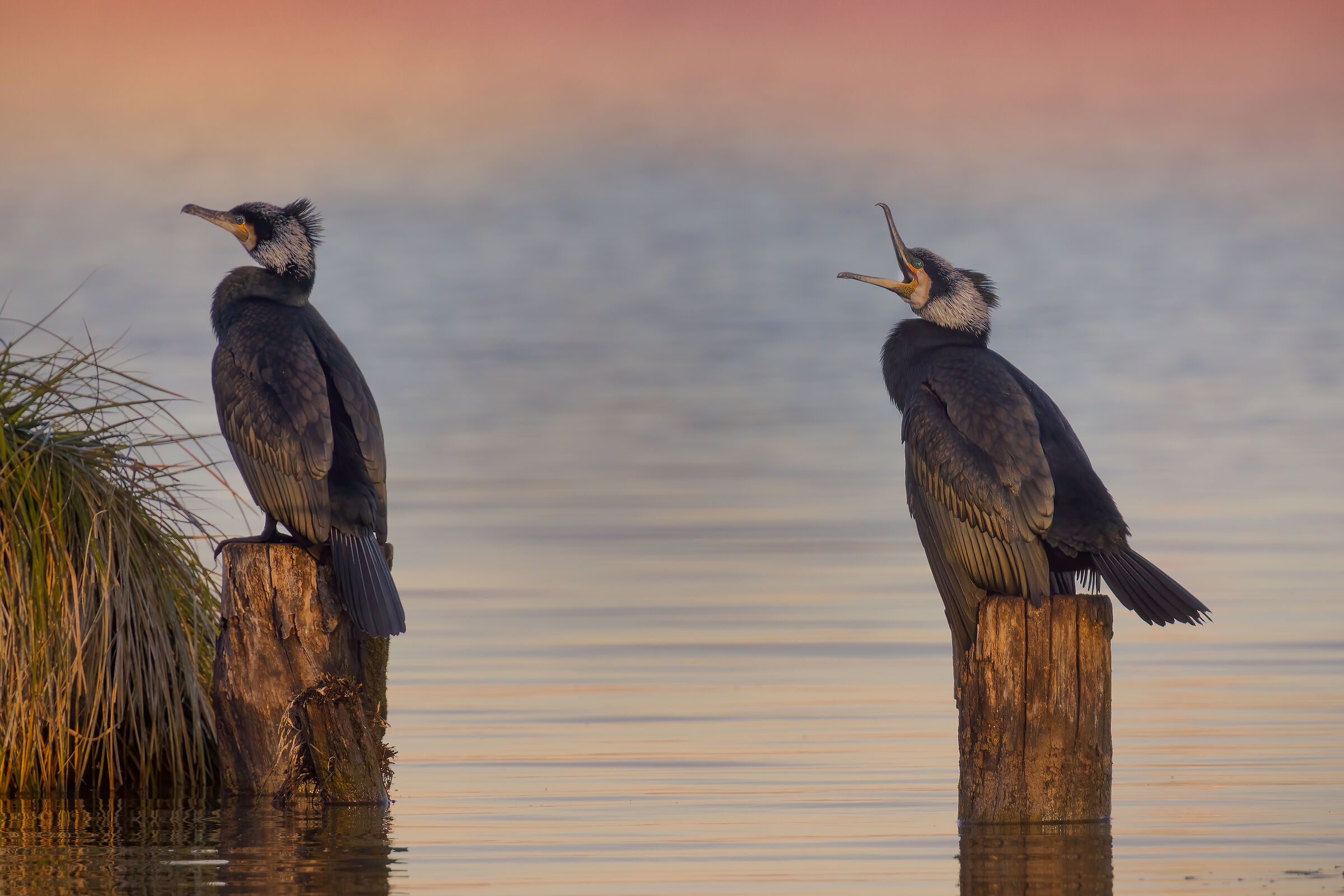 Incontri nel Parco del Mincio (mn)