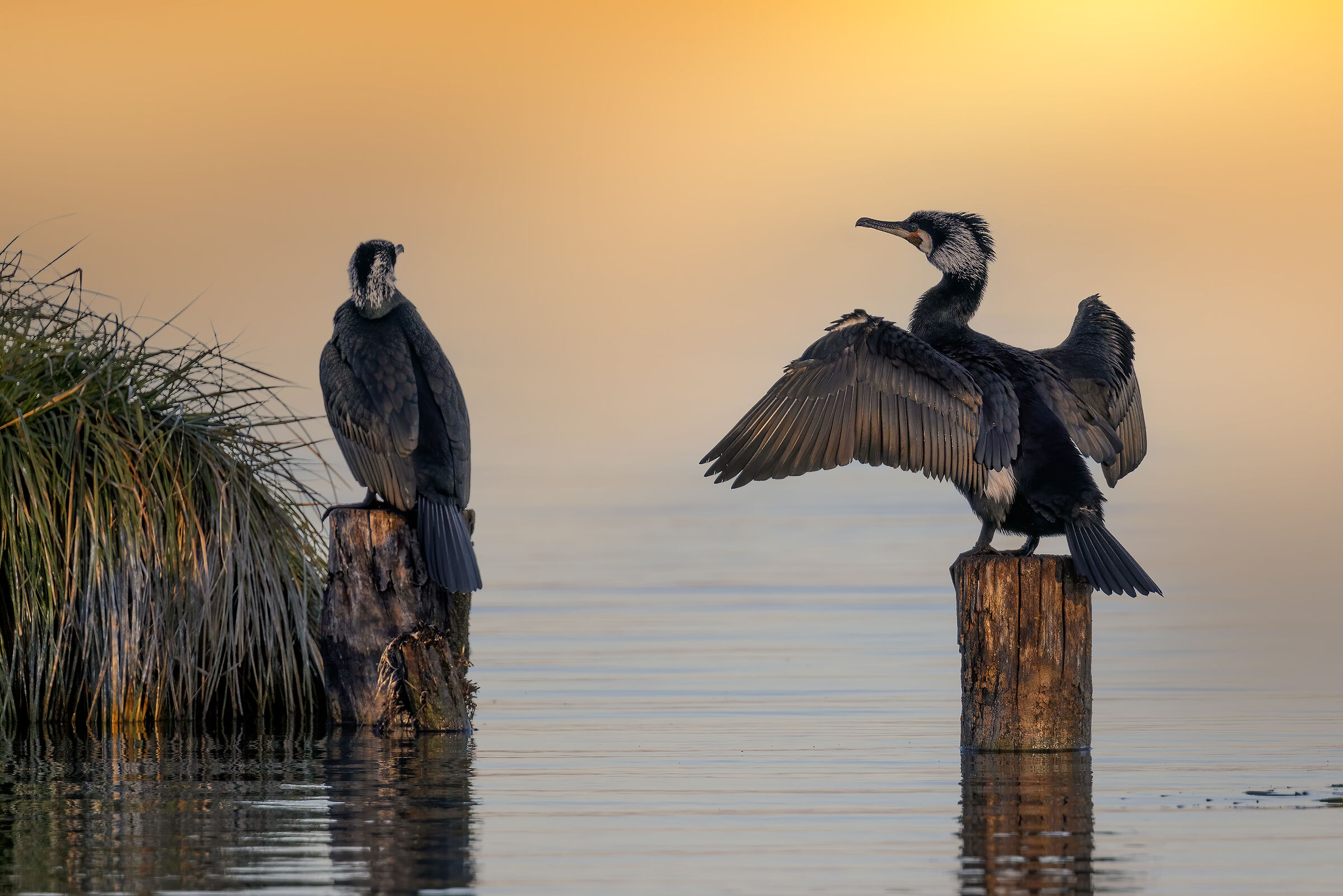 Incontri nel Parco del Mincio (mn)
