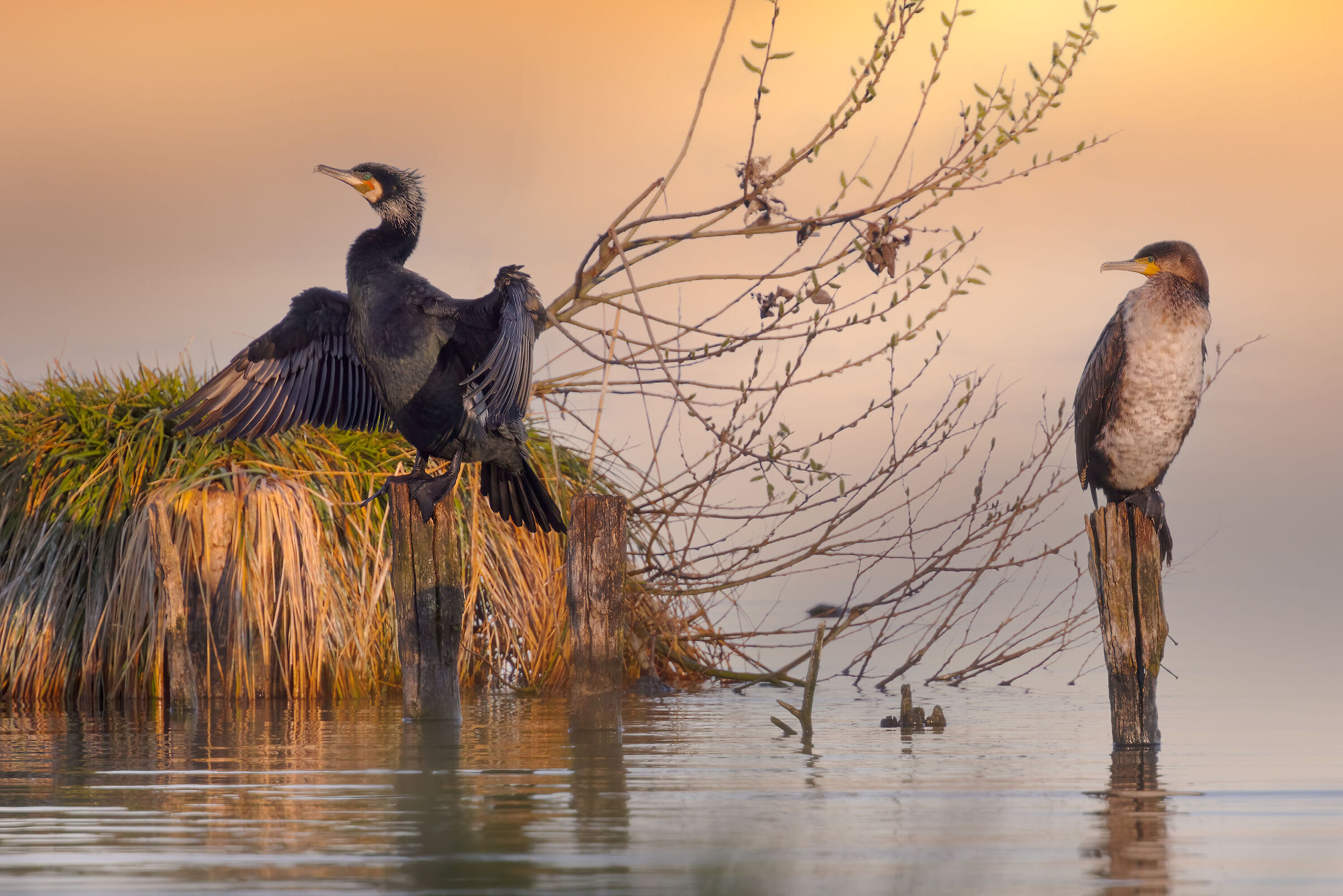 Incontri nel Parco del Mincio (mn)