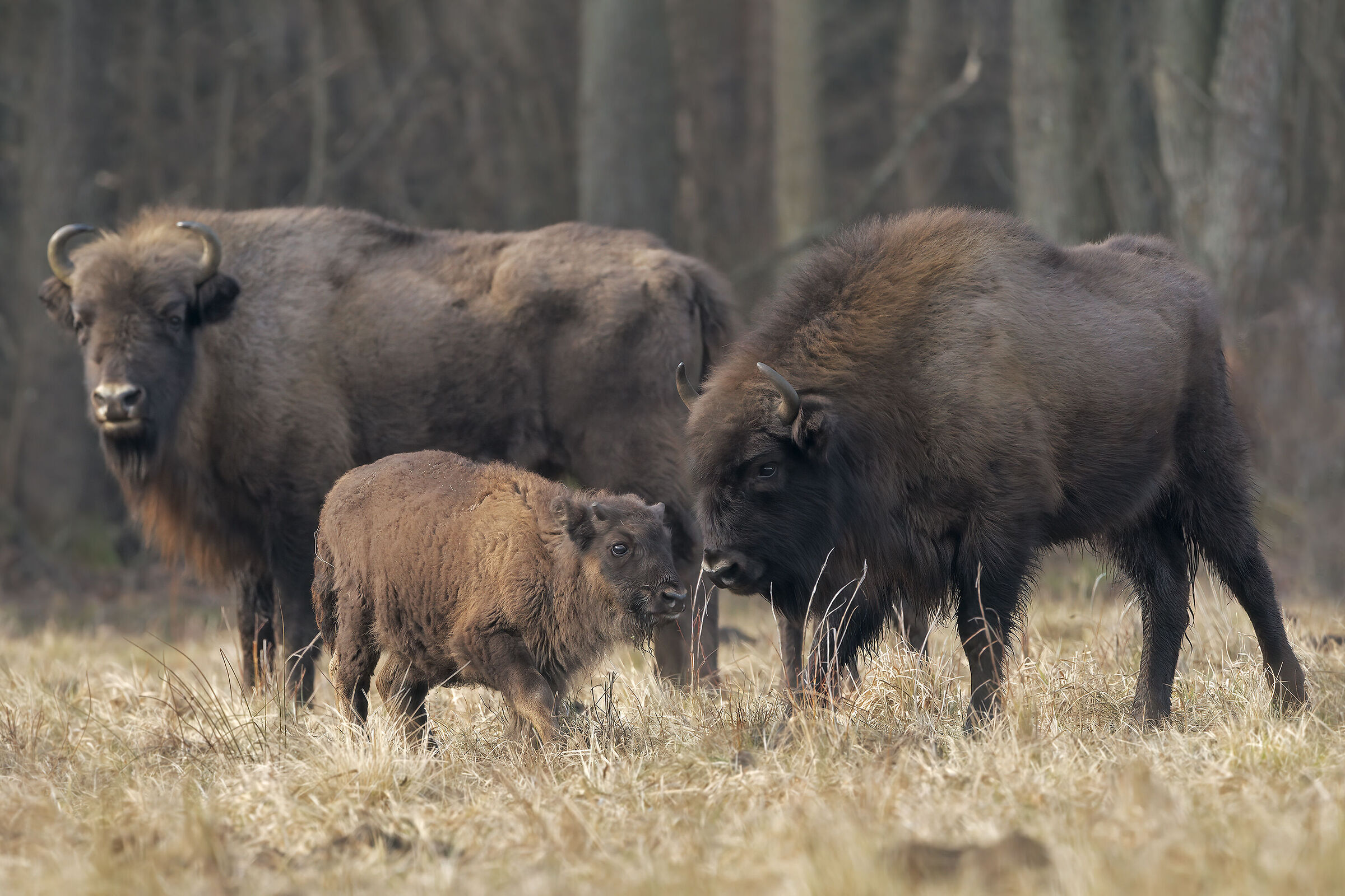 The bisontessa and the bisontino.