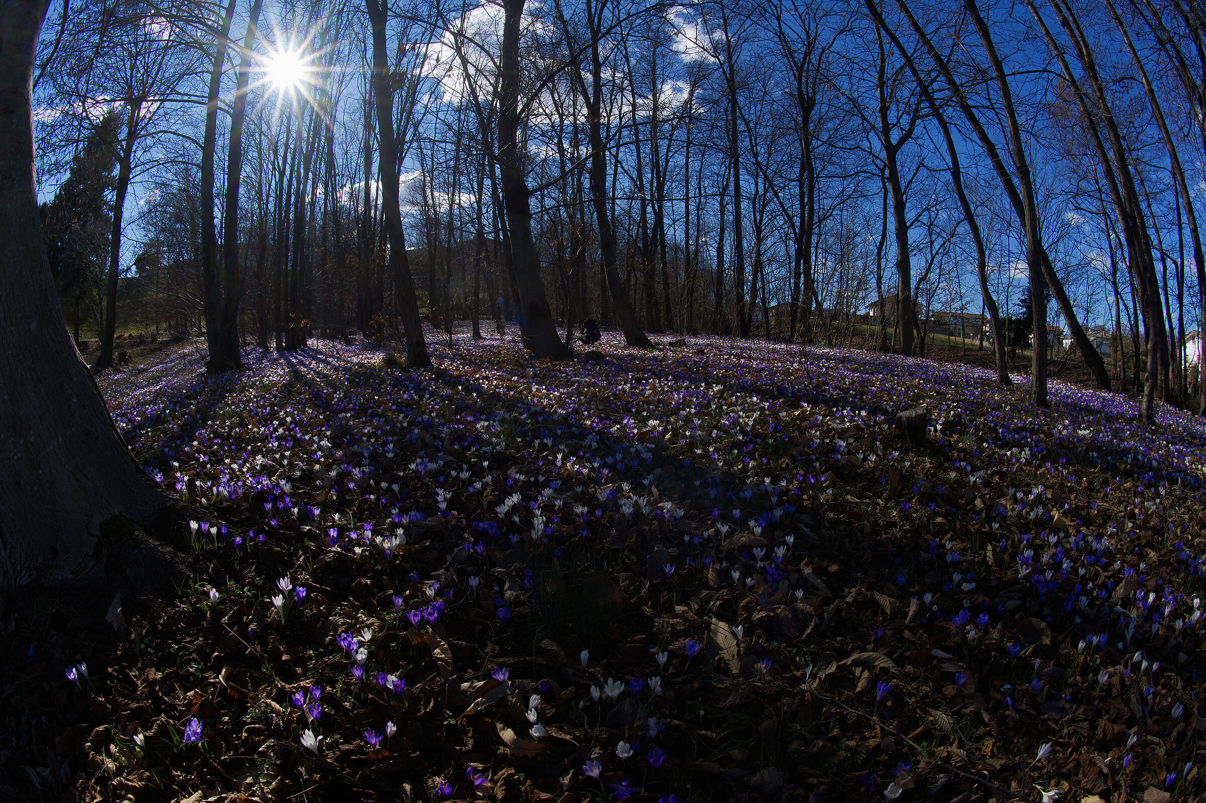 Flowering crocuses 1