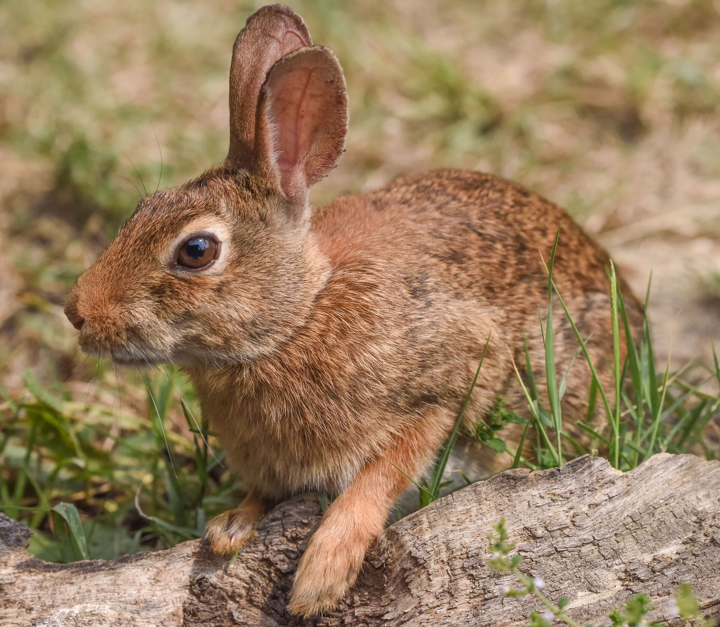 silvilago o mini lepre