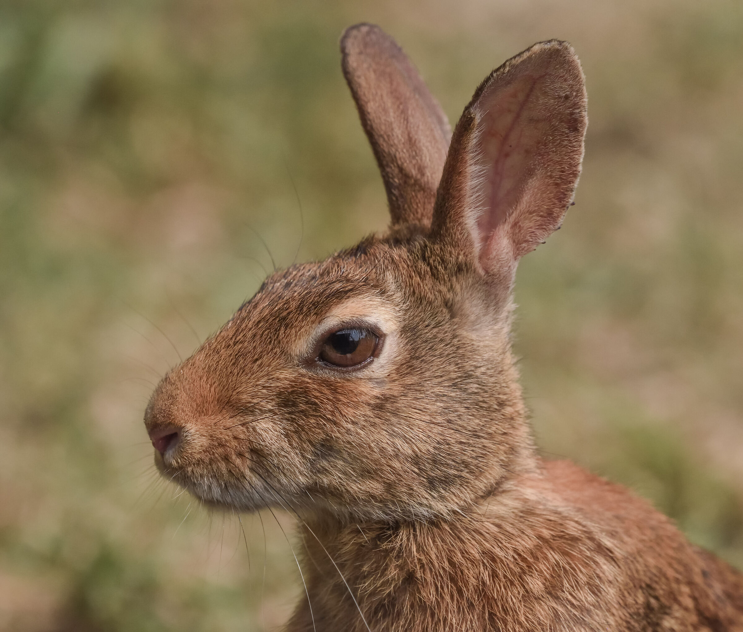 silvilago o mini lepre - ritratto