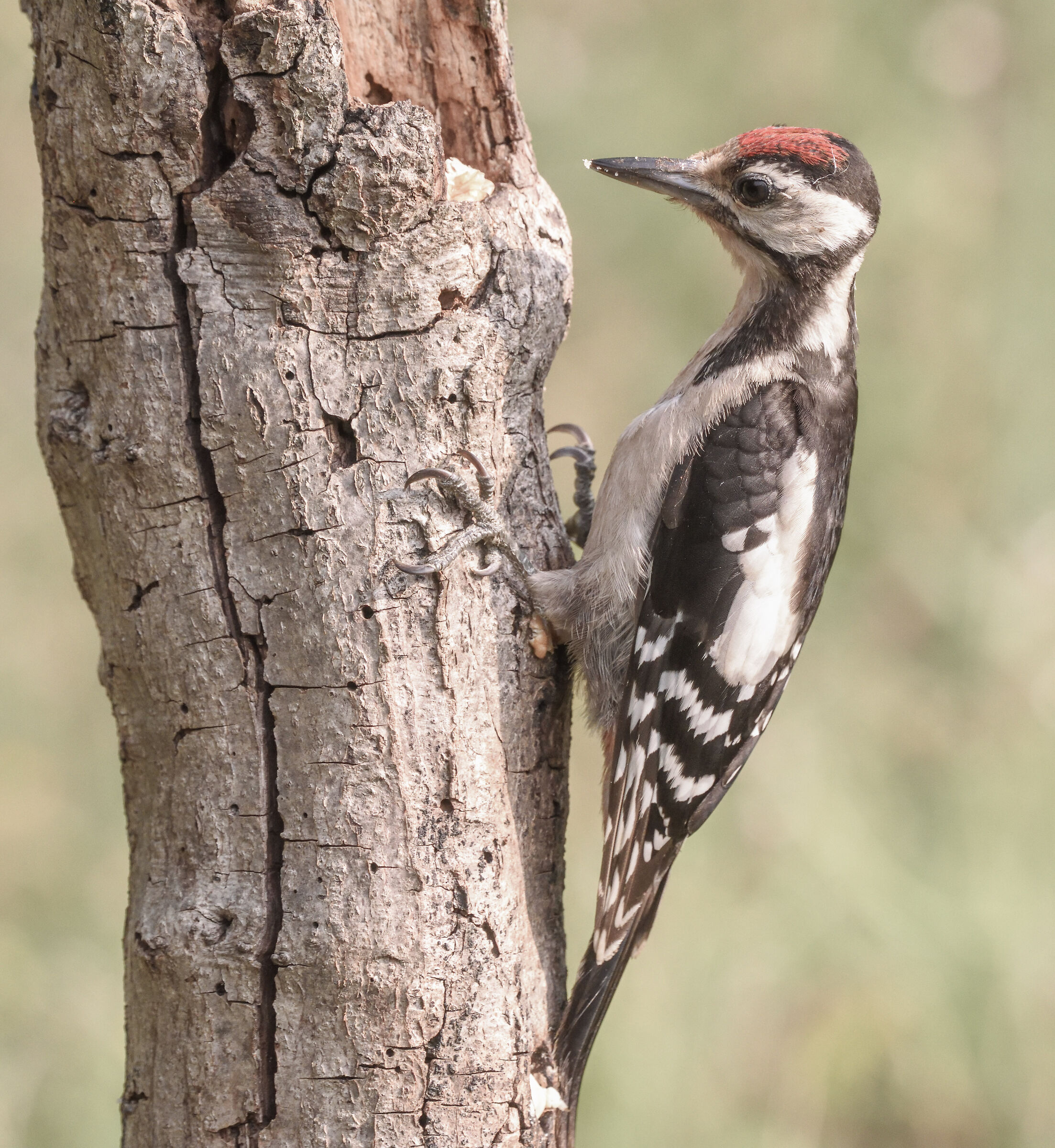 giovane femmina picchio rosso