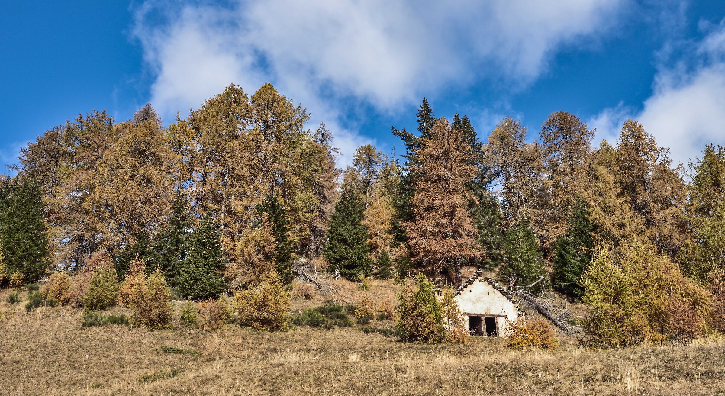 autunno 2020 Valdivedro - Alpe Rono