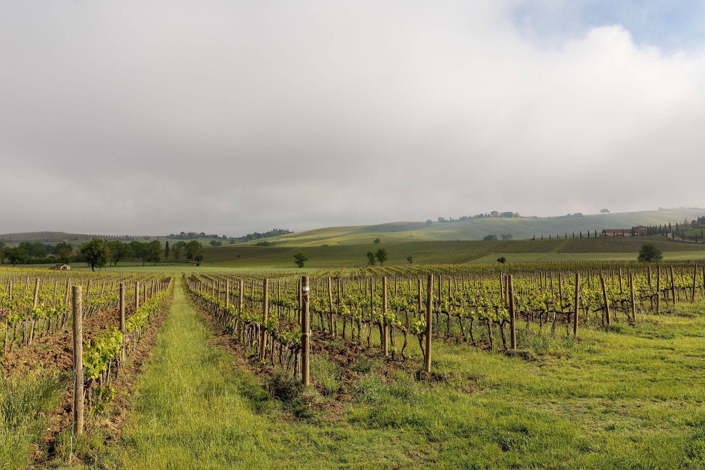 The vineyards of Montalcino