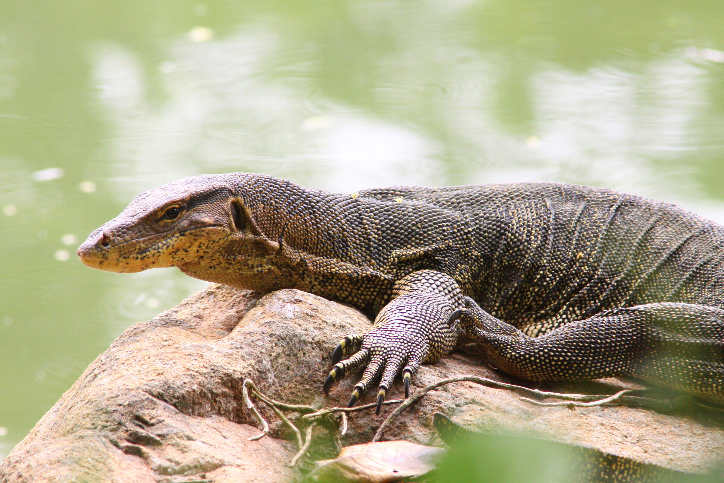 Una lucertola monitor che si crogiola su un masso