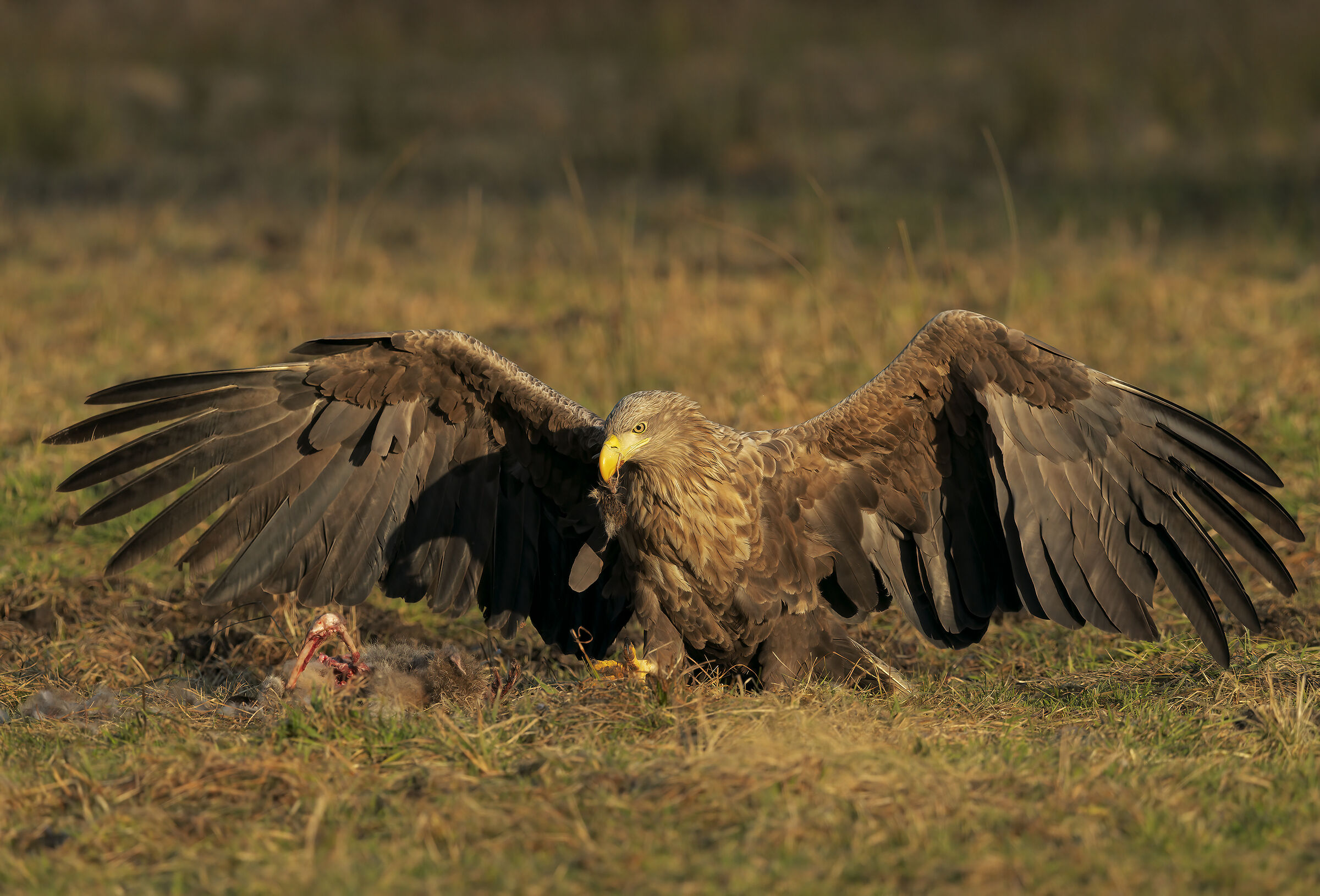 White-tailed sea eagle