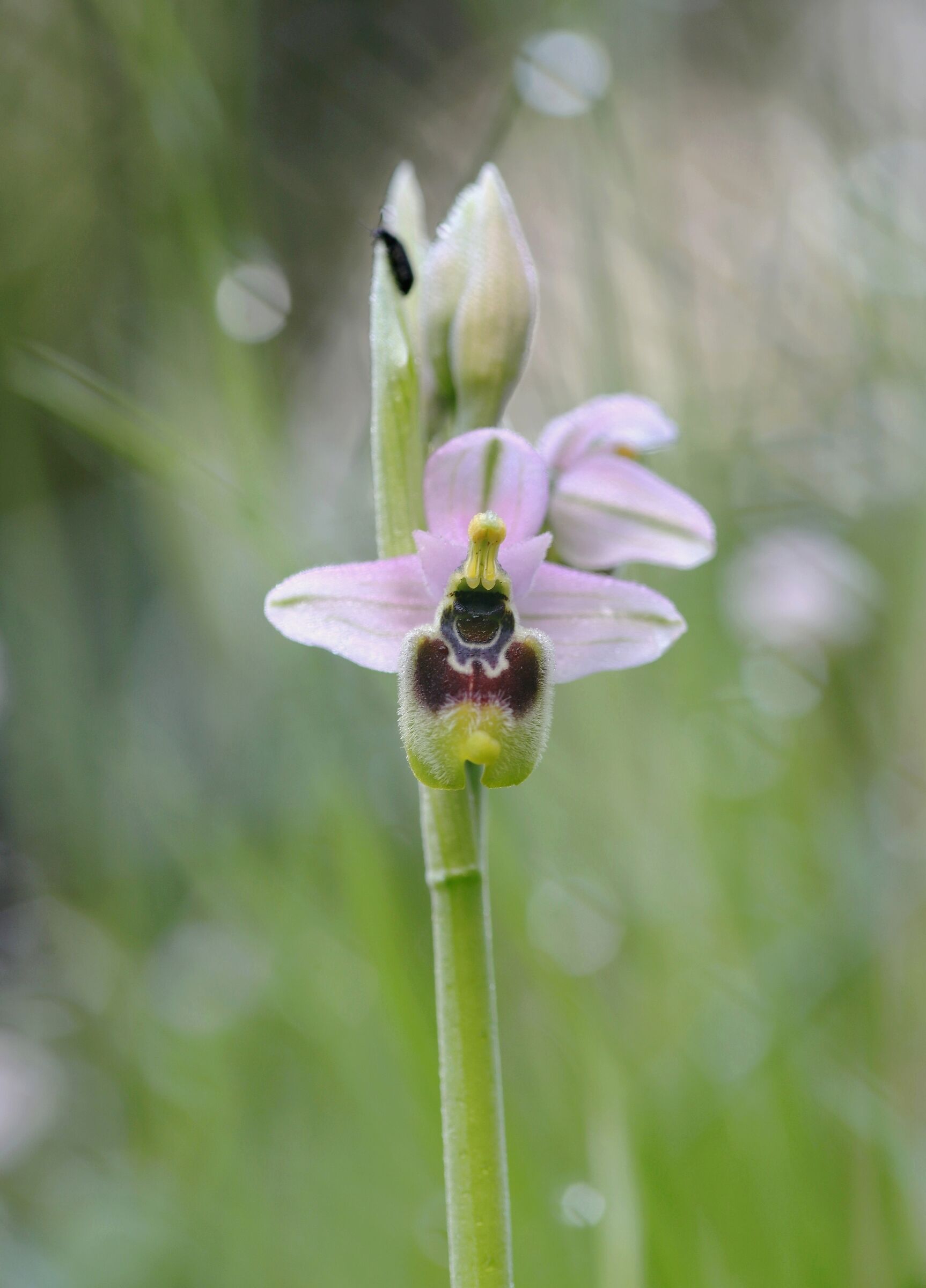 Ophrys tenthredinifera