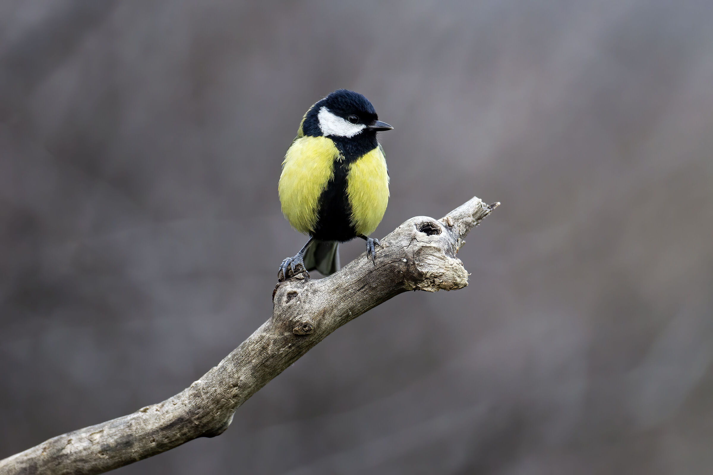 Cinciallegra (Parus major)