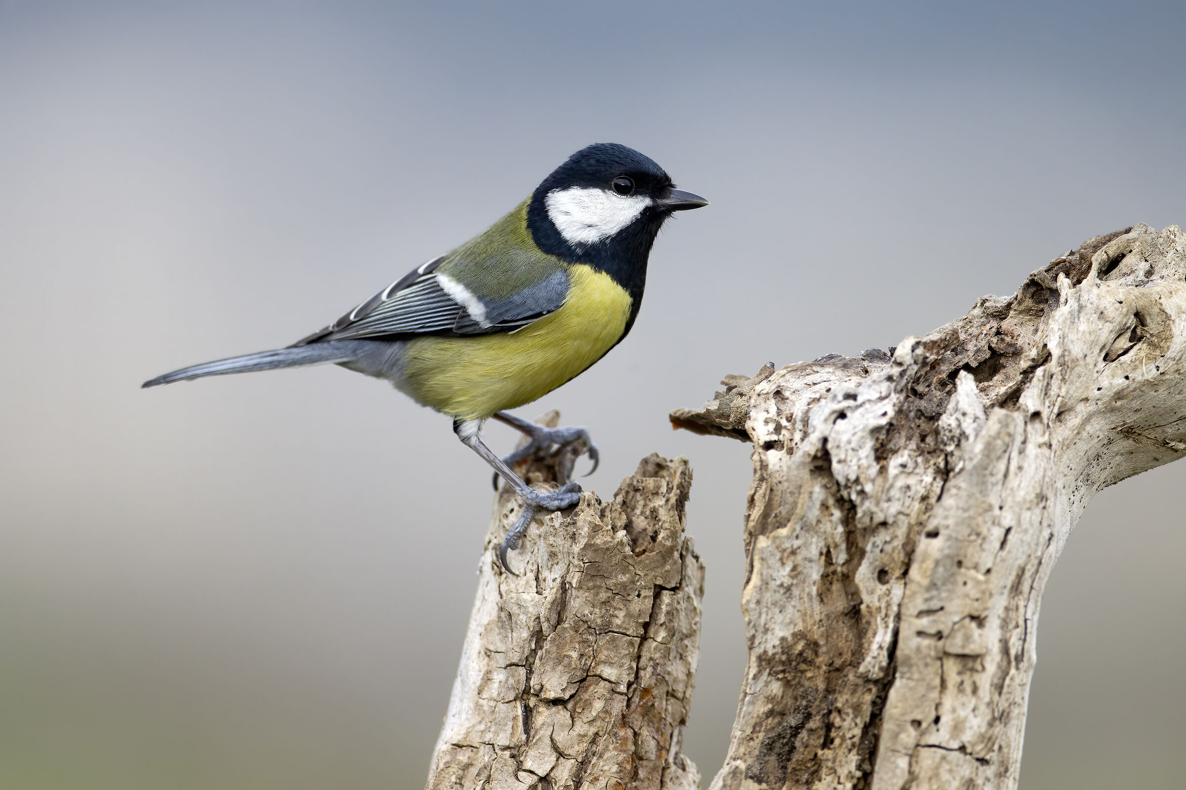 Cinciallegra (Parus major)