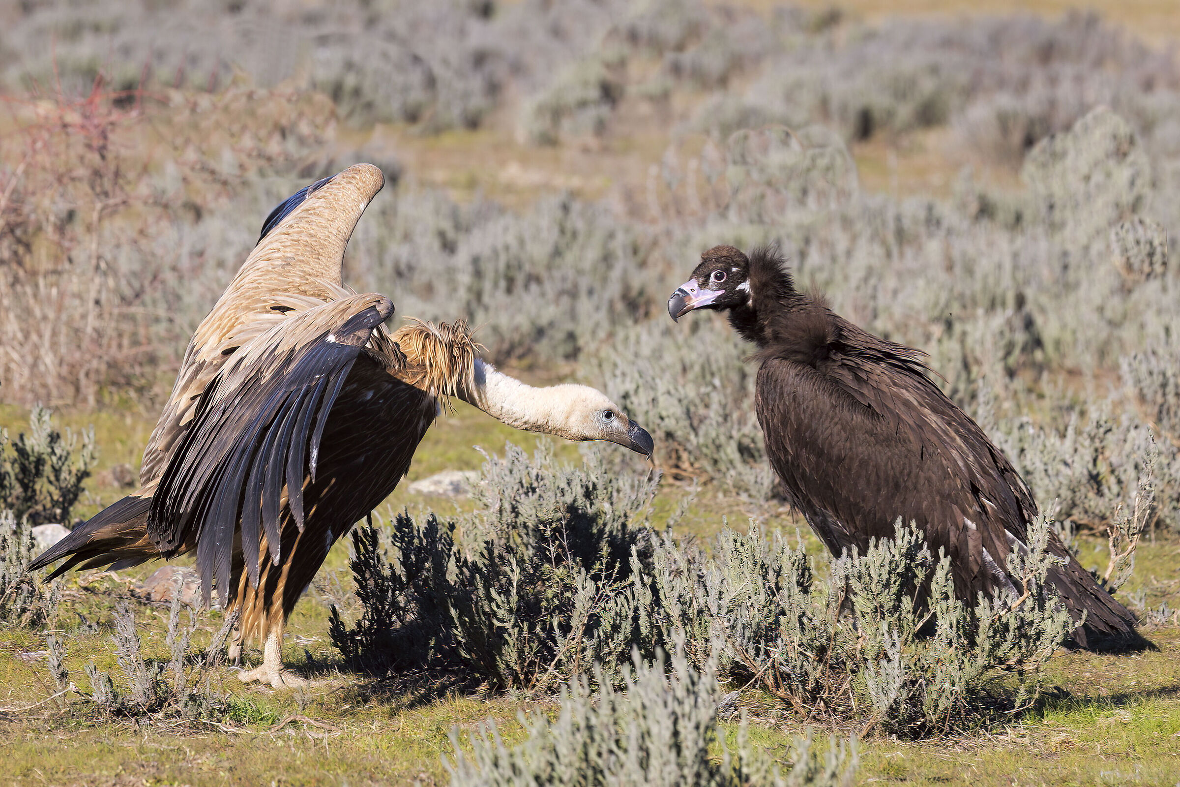 Griffin with Avvolyoio monk