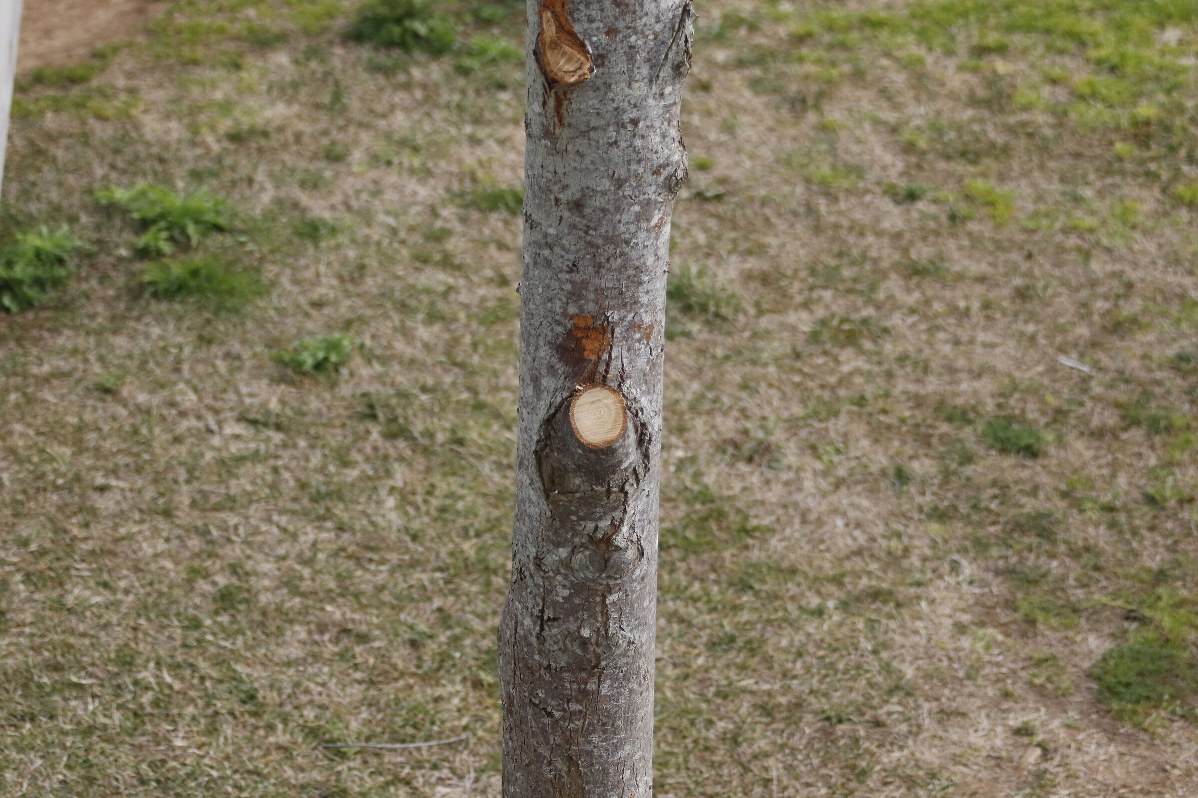 Canon 7D II- 70-300 DO IS USM