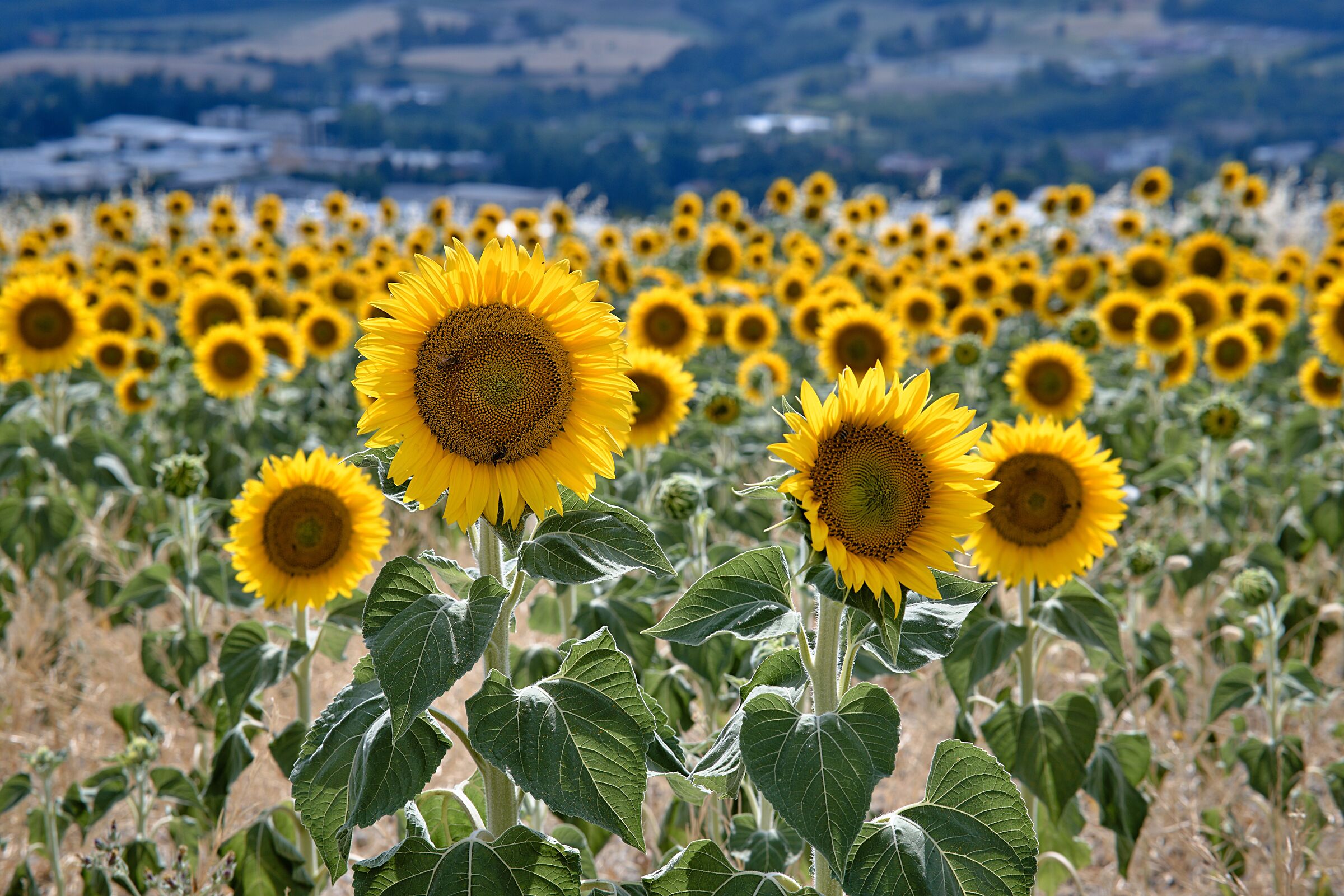Sunflowers
