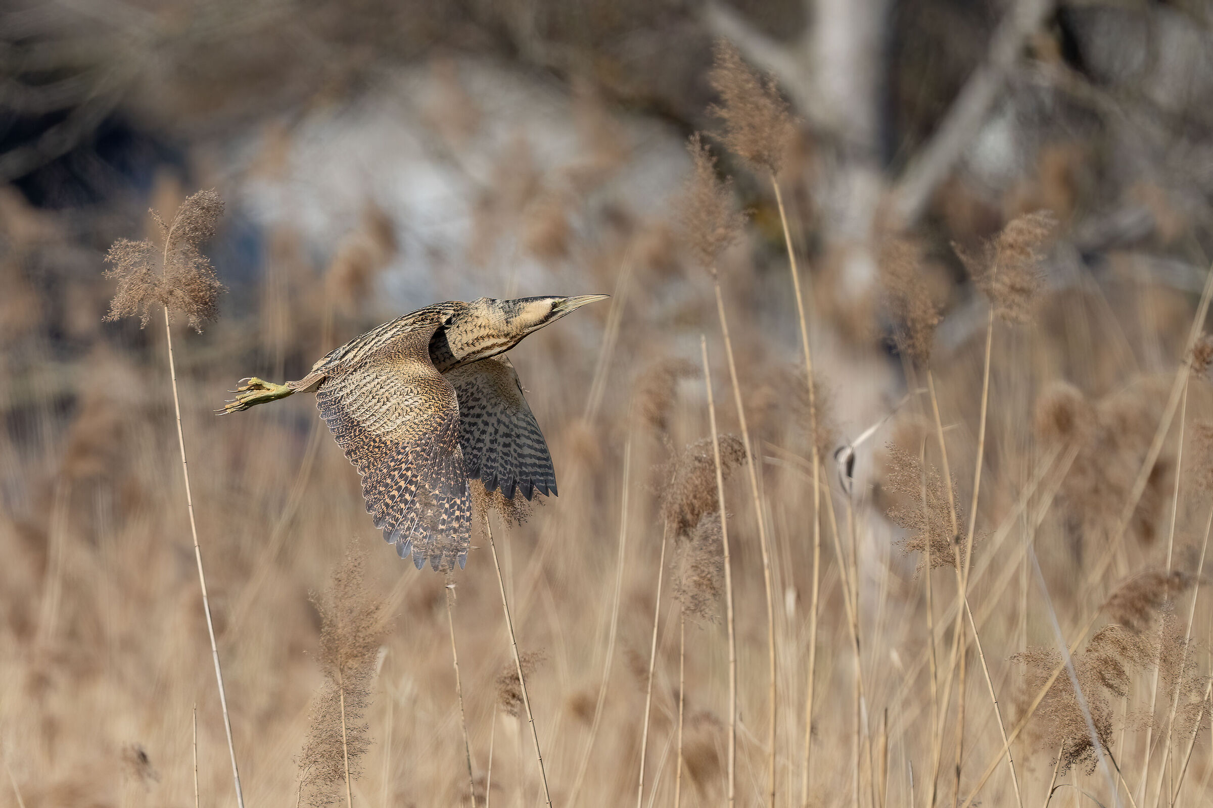 Bittern in its environment
