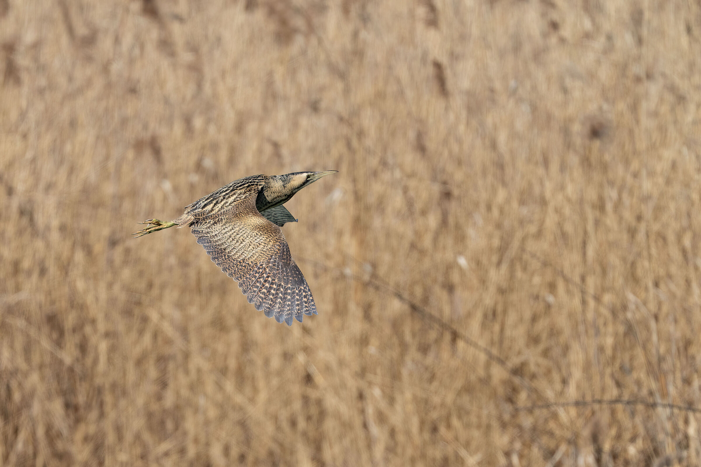 Bittern in flight