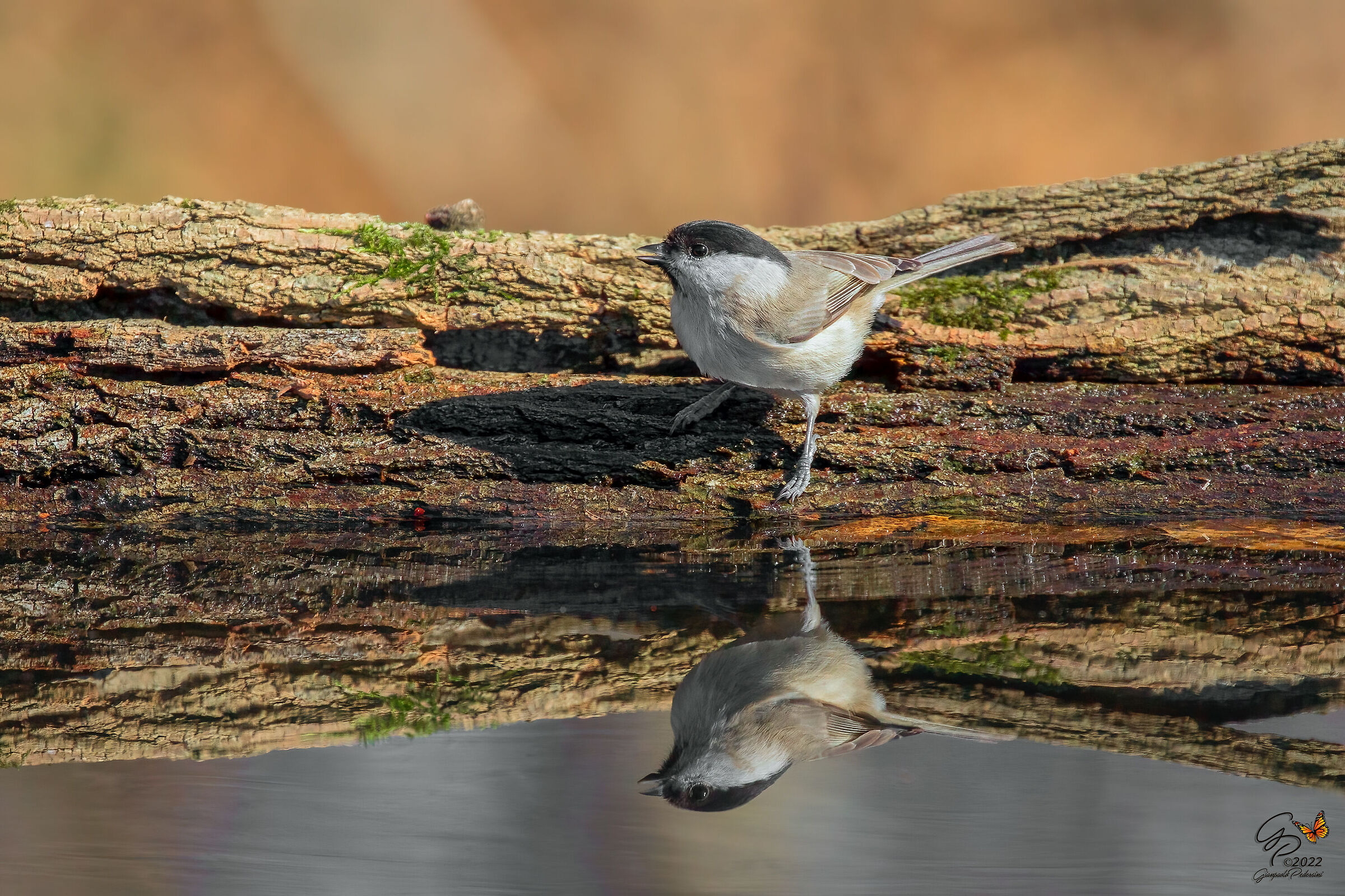 Specchio, specchio delle mie brame.....