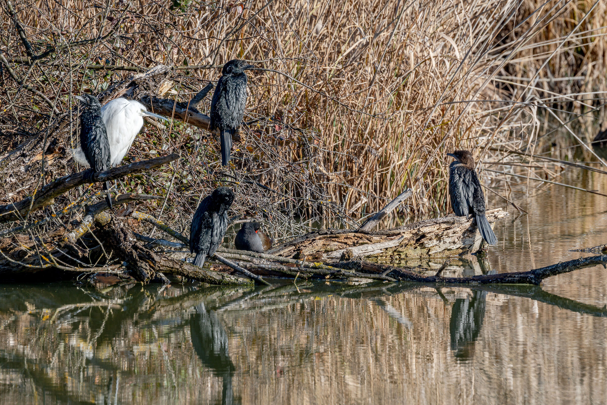 quattro amici al bar