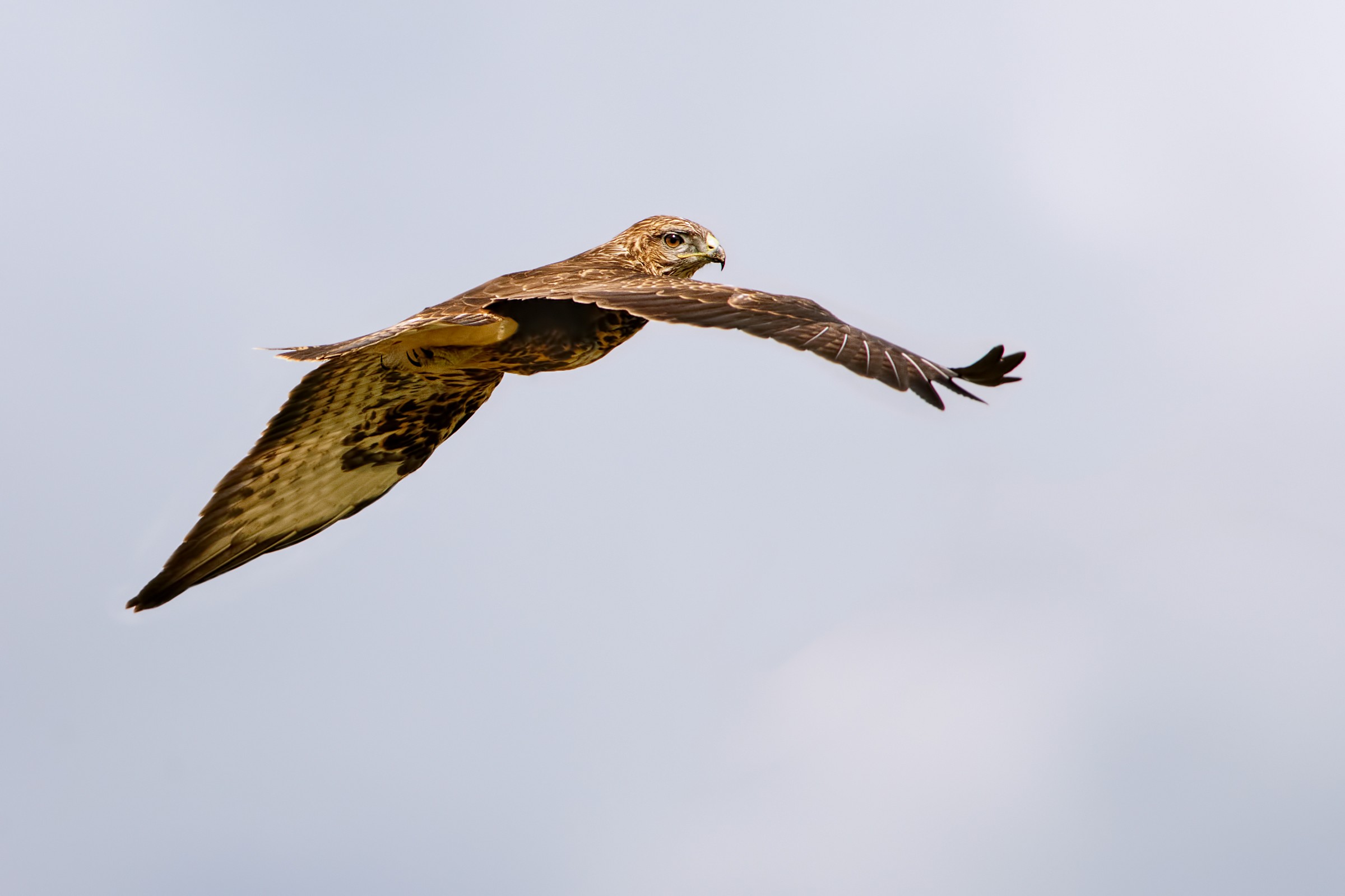 Common Buzzard (Buteo buteo)