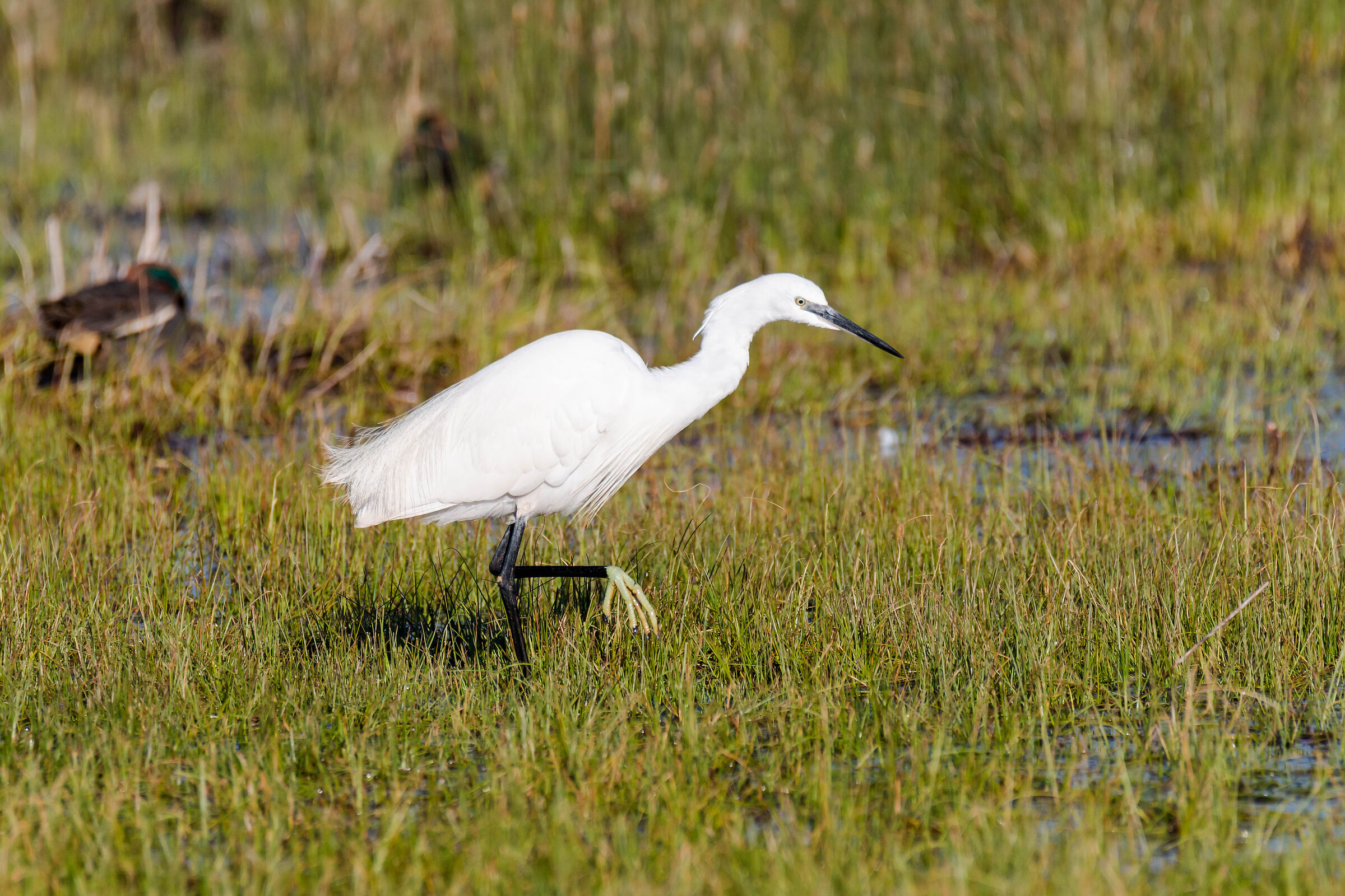 Egret