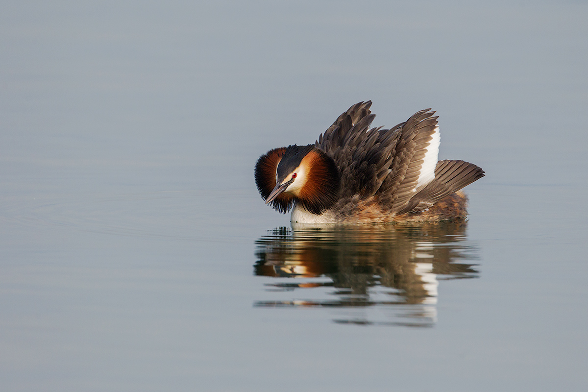 grebe vain