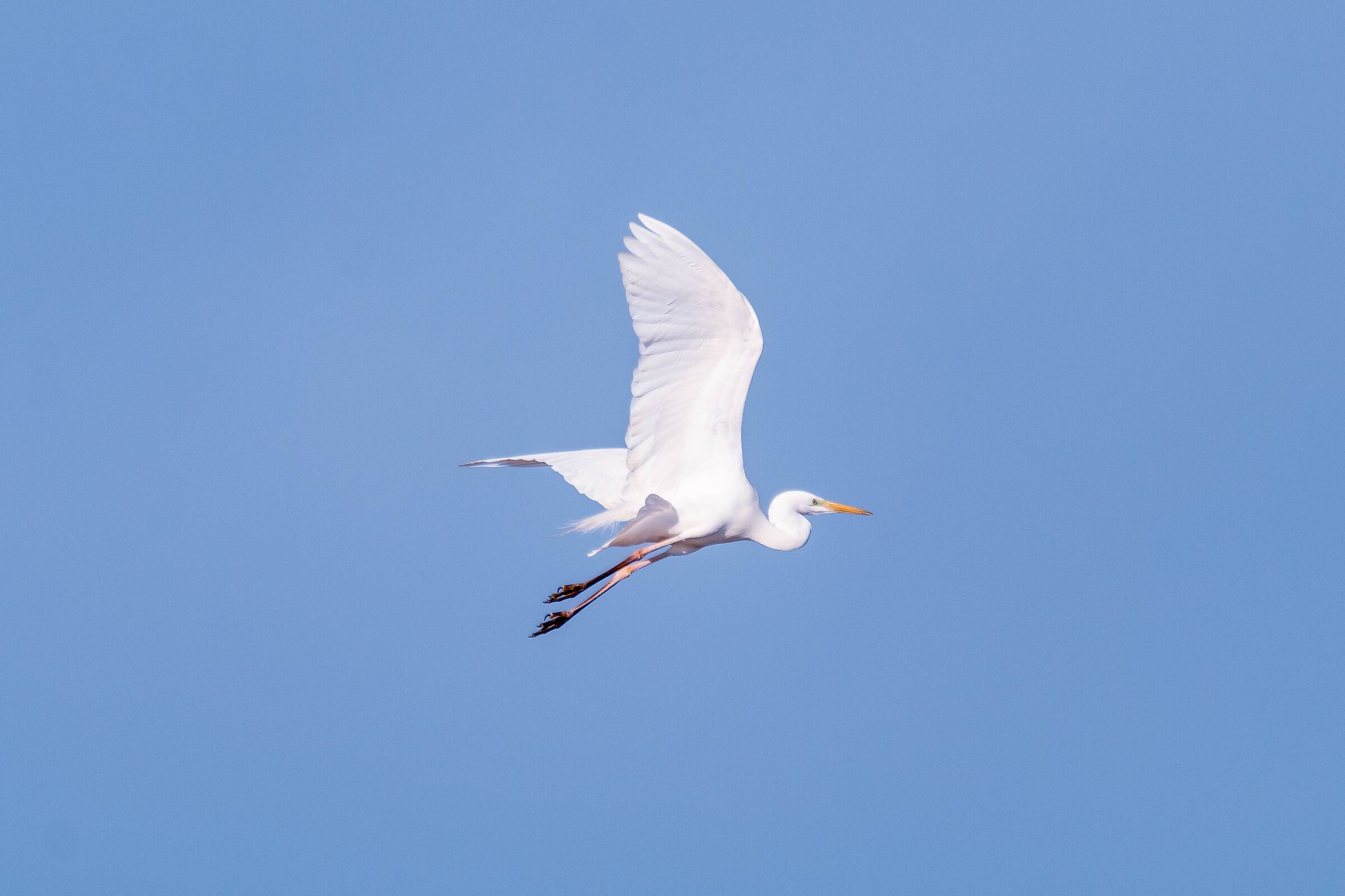 Airone bianco maggiore