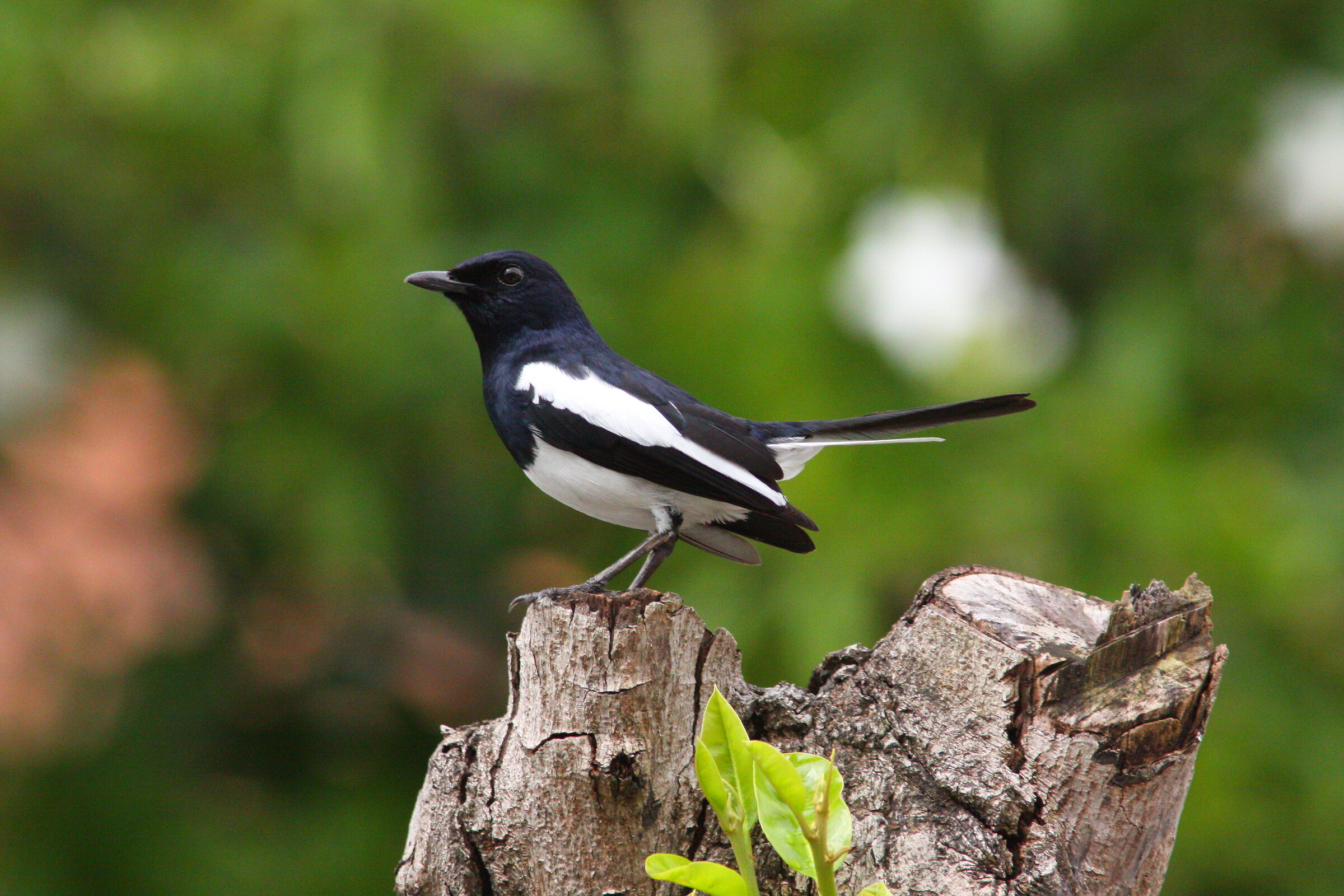 Un maschio di gazza pettirosso