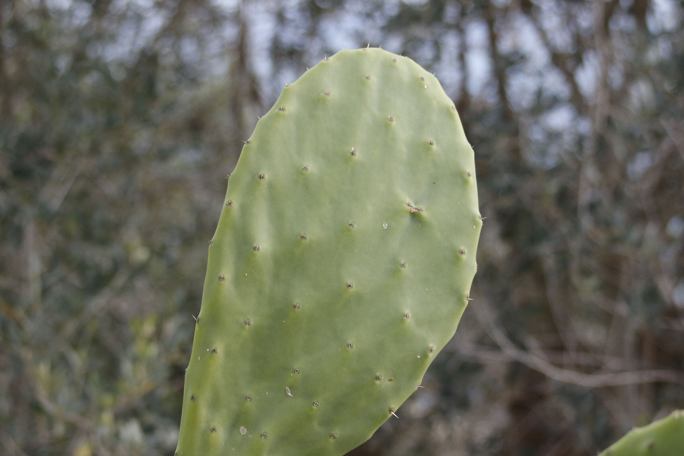 Canon 7D II-70-300 DO IS USM