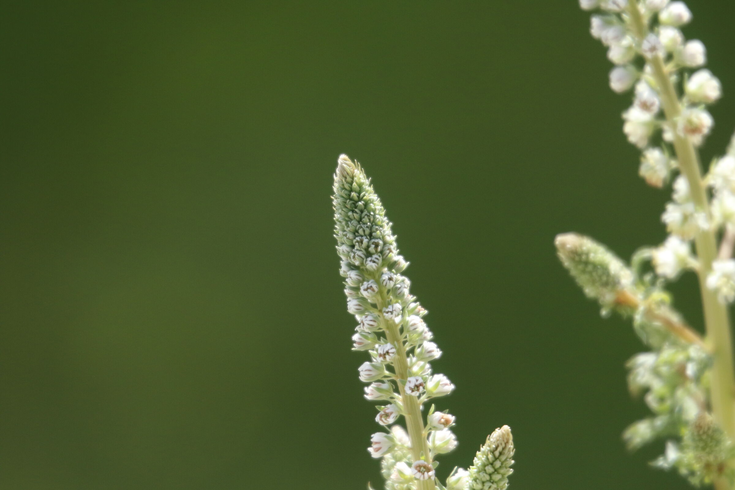 A 300= Crop 480/ Canon 7D II- DO IS USM