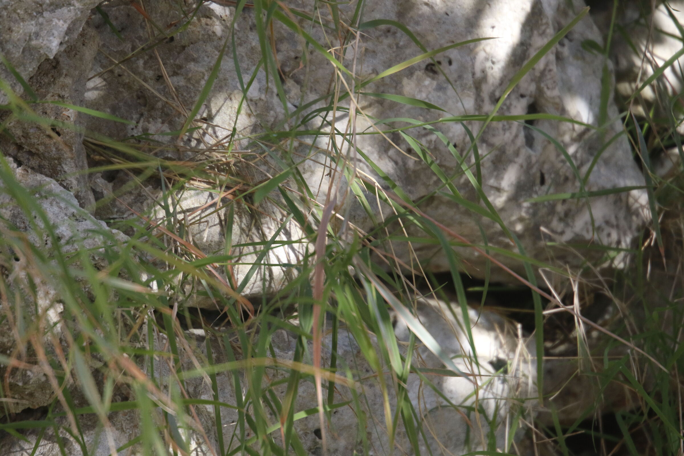 A 300= Crop 480/ Canon 7D II- 70-300 DO IS USM