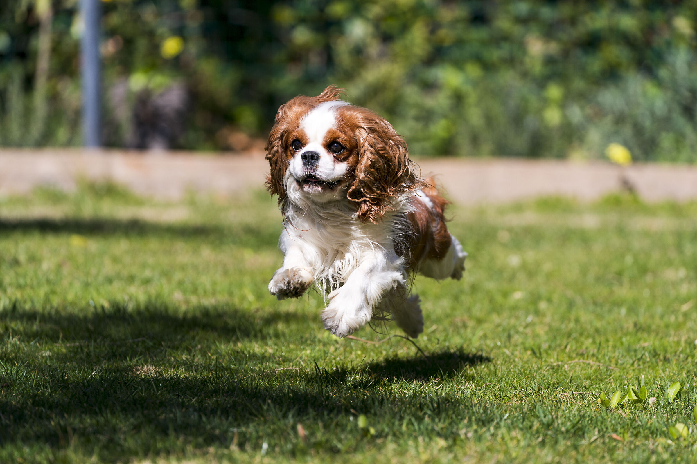 Cavalier King