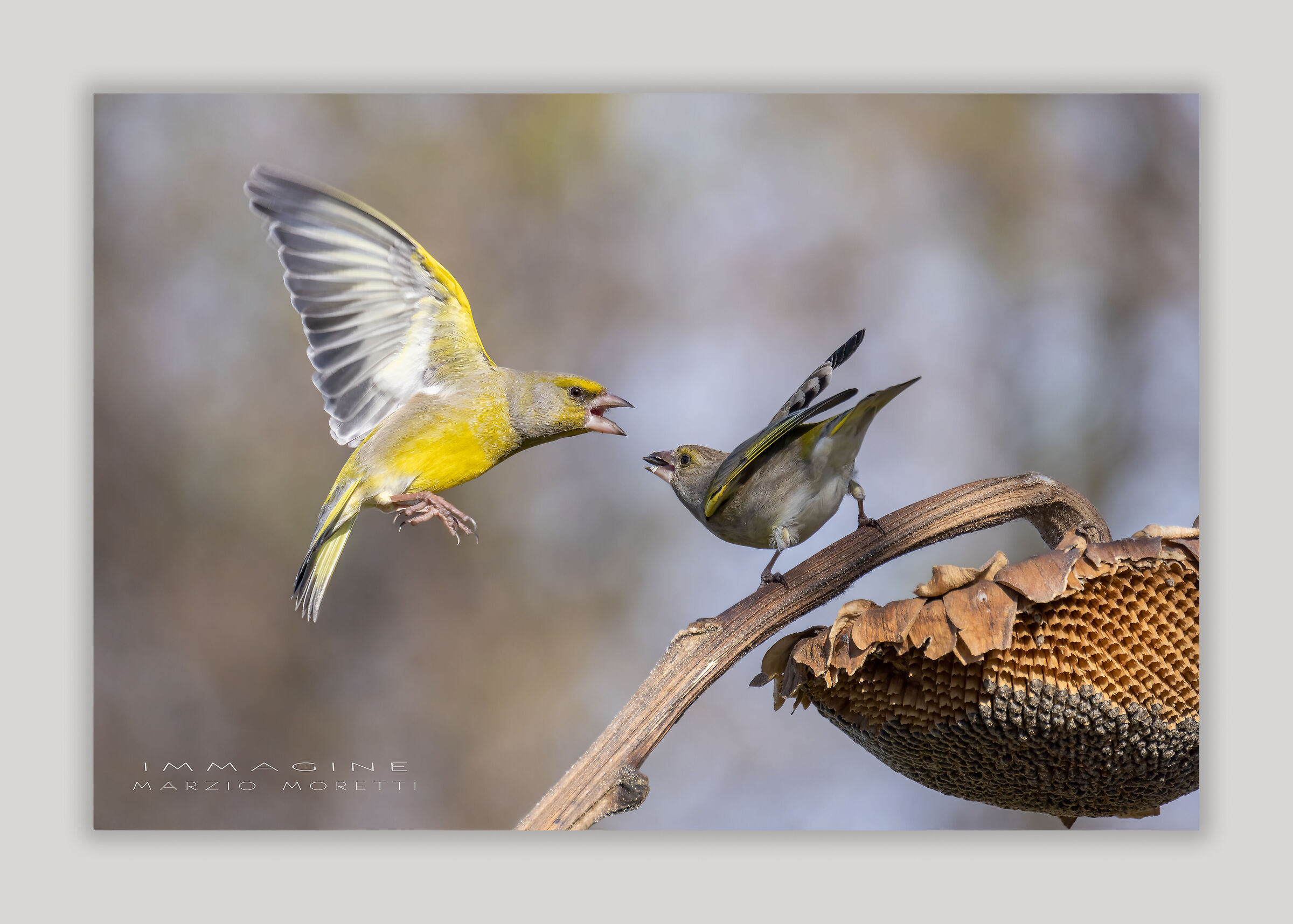 Per un seme di girasole