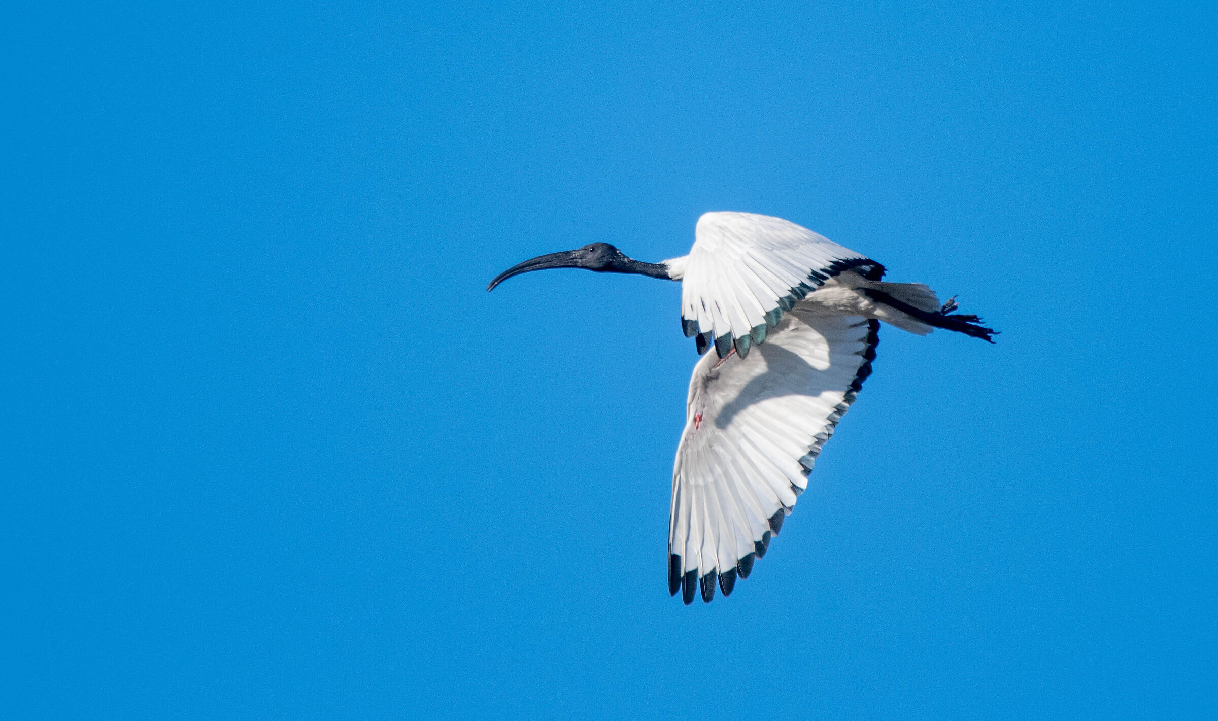 Ibis