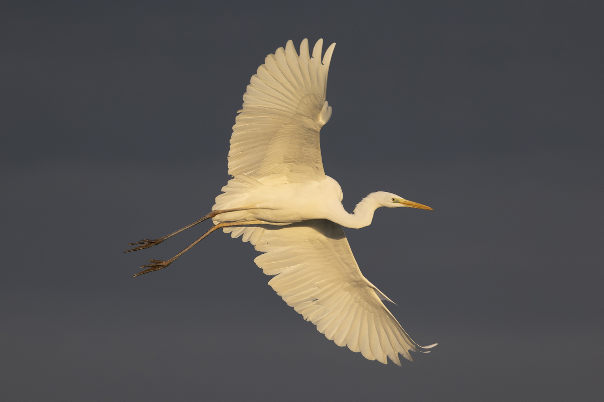 Great white heron