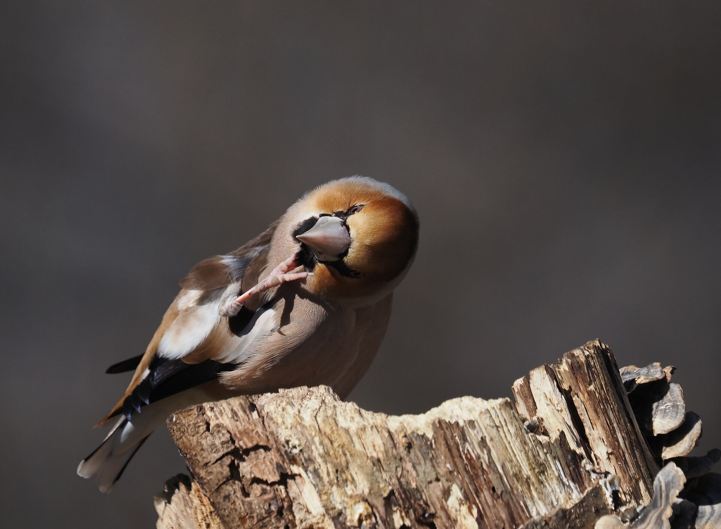 Ammazza che prurito!