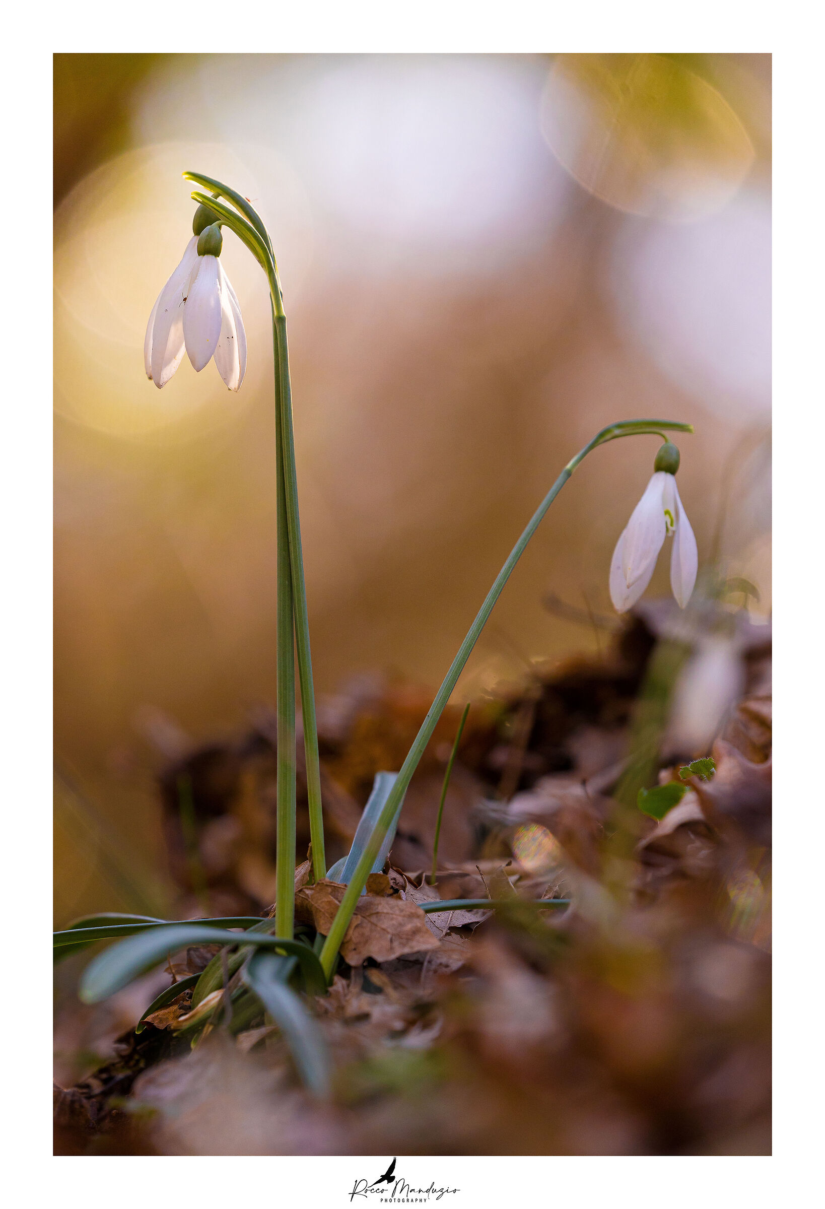 Aspettando la primavera