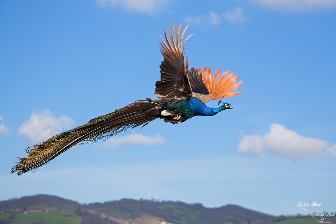 Peacock in flight