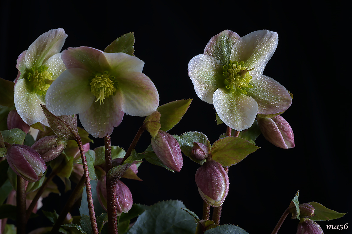 Christmas Pink Hellebore