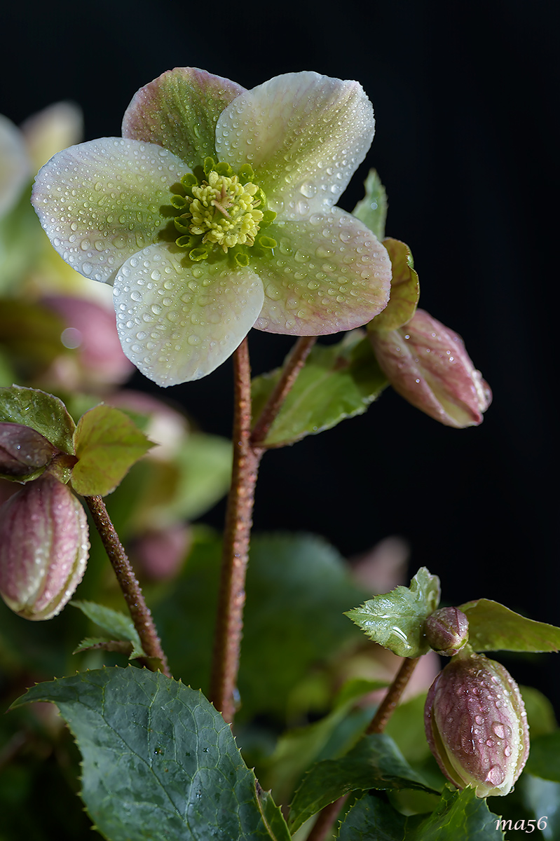Christmas Pink Hellebore