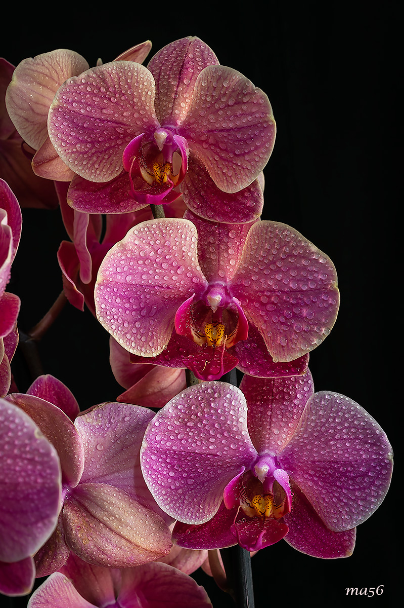 Orchidea domestica