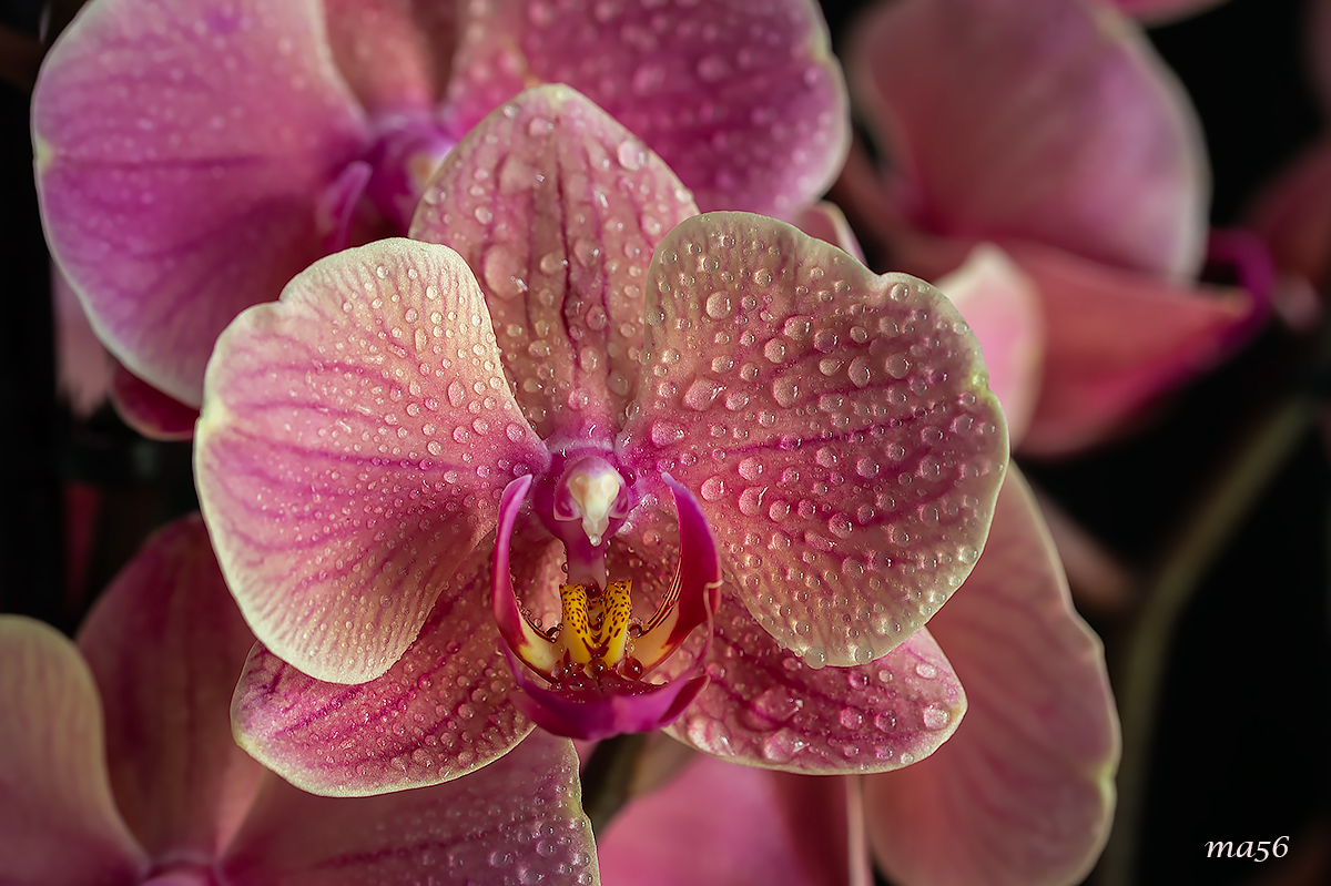 Domestic orchid