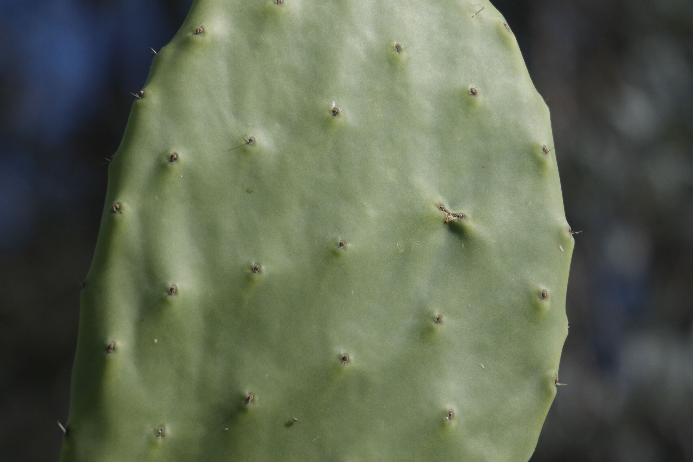 A 300= Crop 480/ Canon 7D II- 70-300 DO IS USM