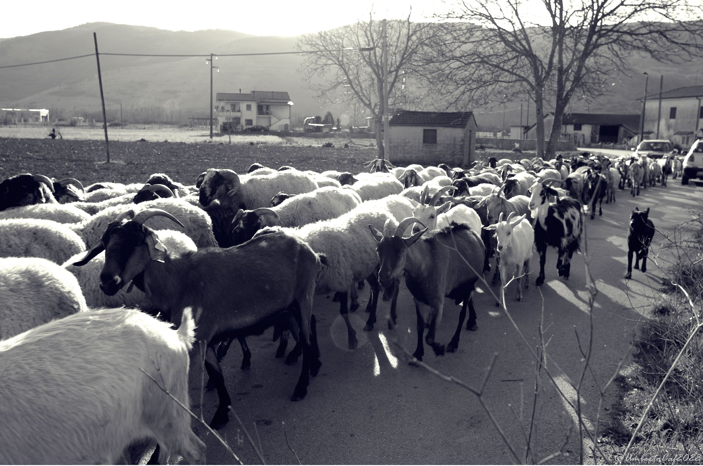 Transhumance