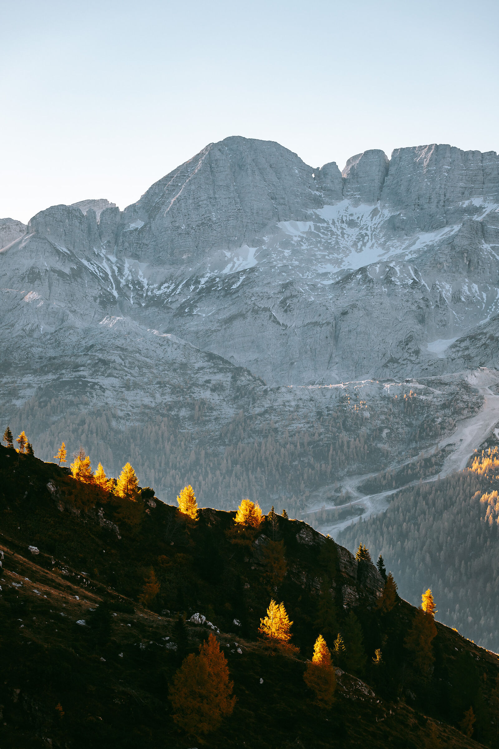 First lights on the larches