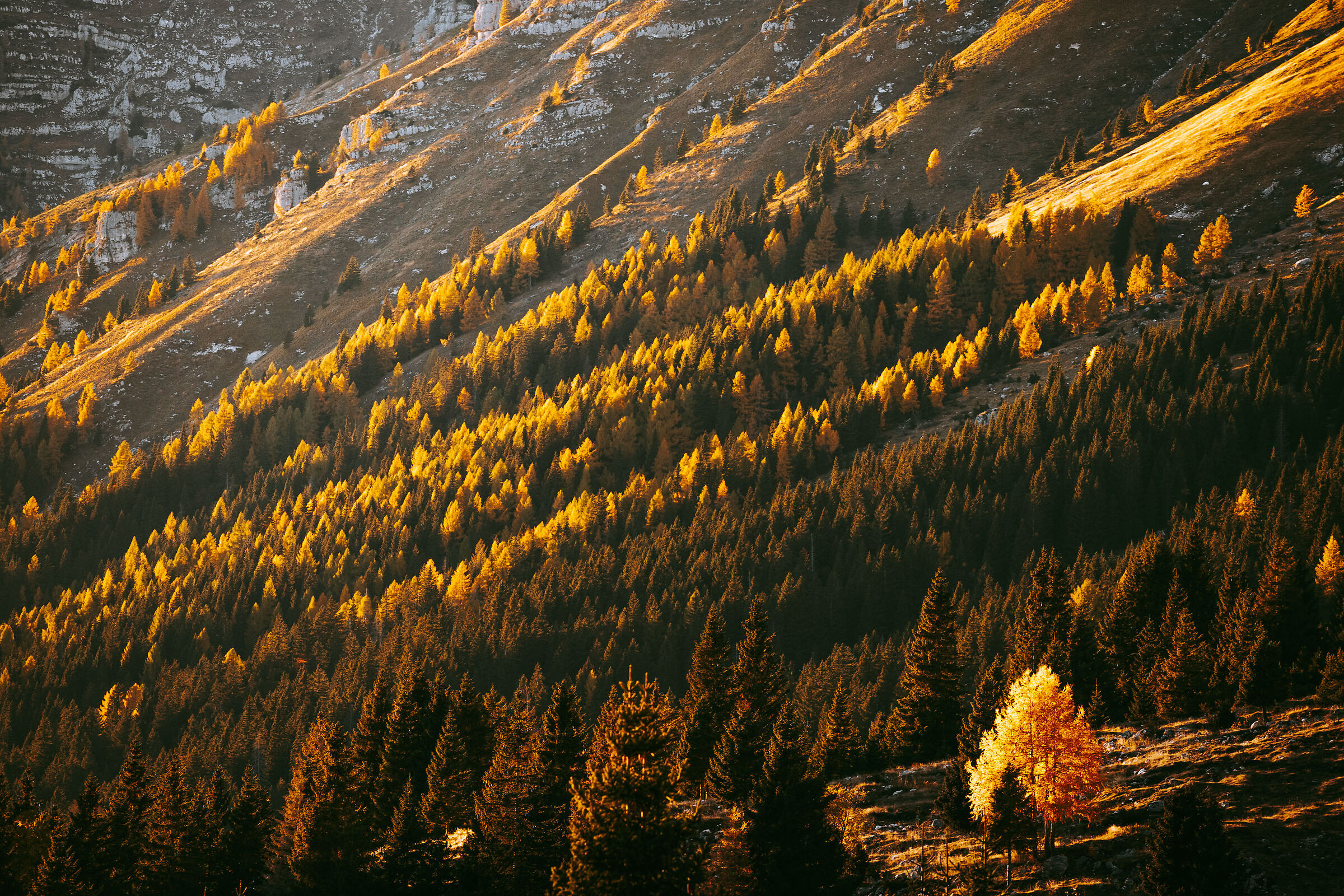 The yellow larch