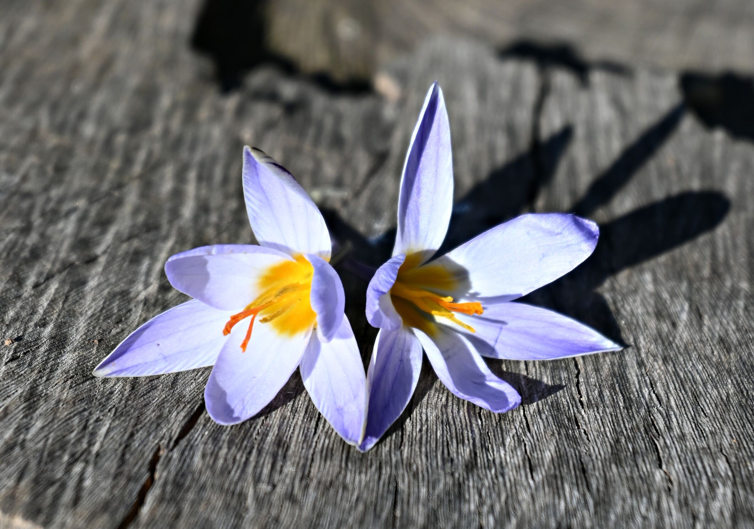 Fiori su un tronco sul fiume