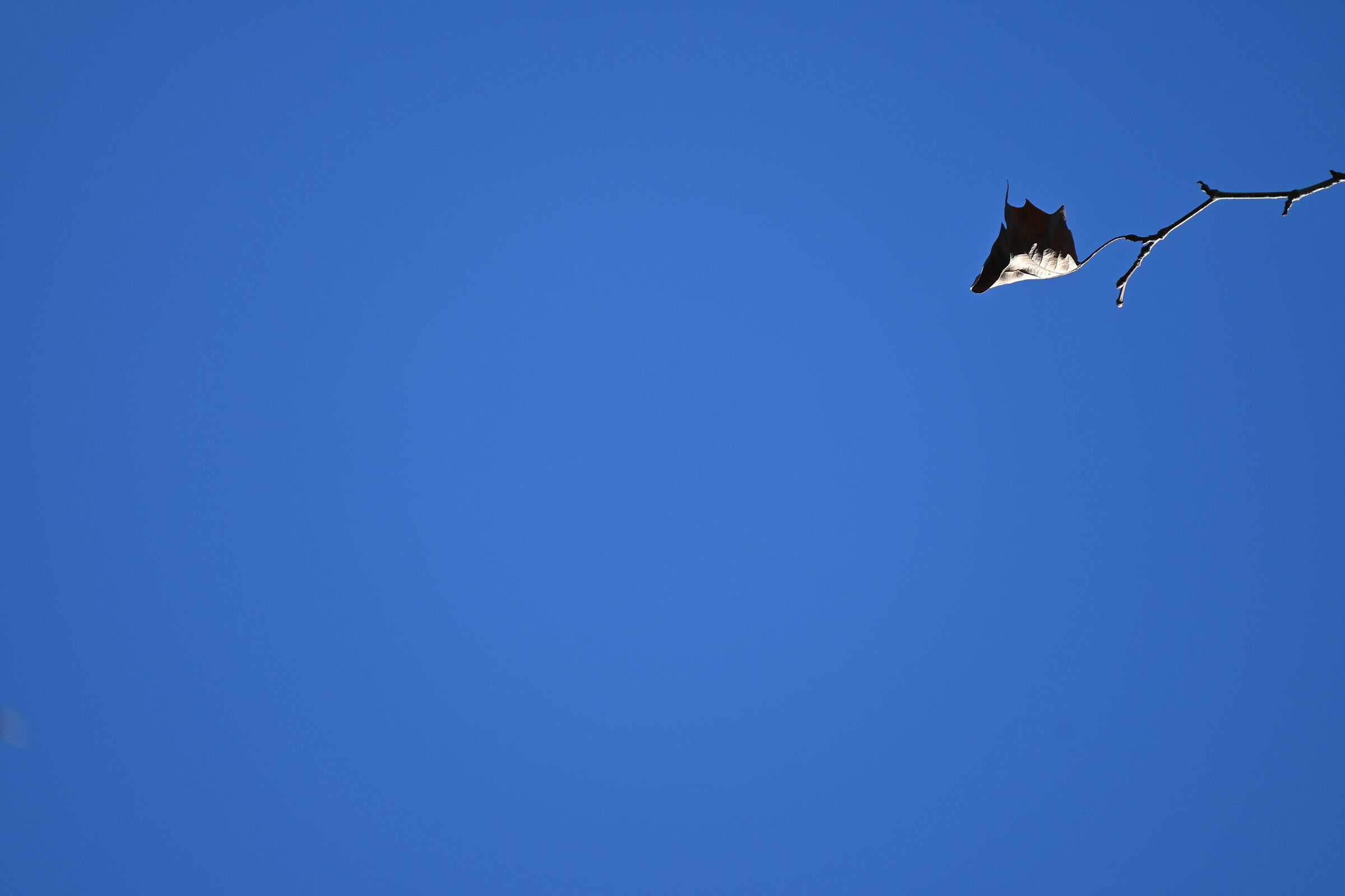 Foglia morta nel cielo azzurro d'inverno